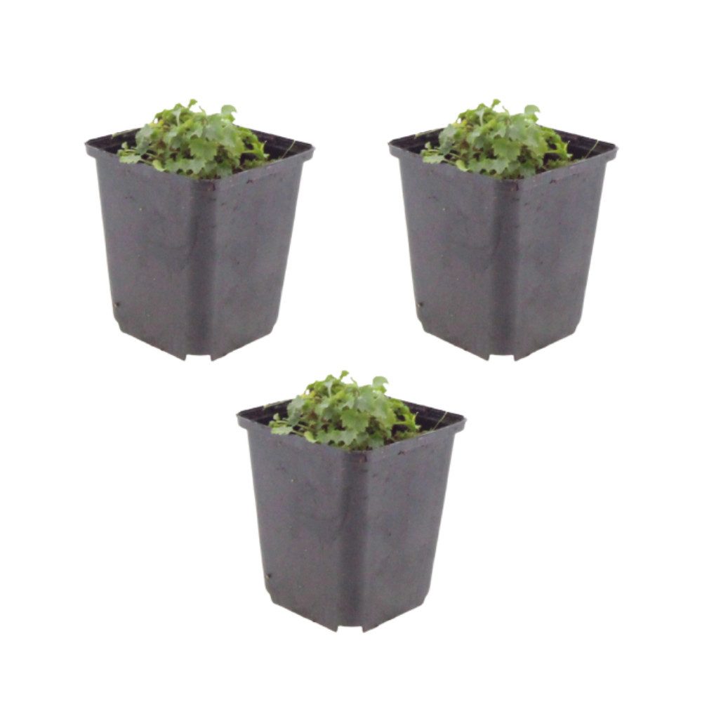 NatureNest Kübelpflanzen Glockenblume, Set 3 Pflanzen, Campanula portenschlagiana, Bodendecker