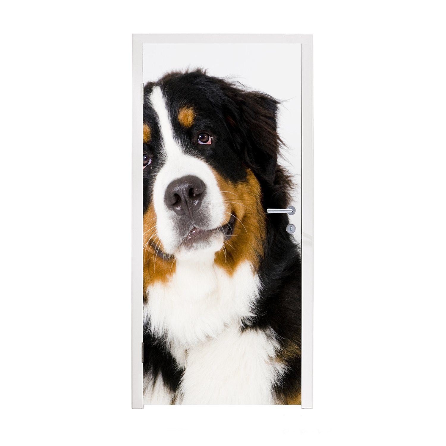 MuchoWow Türtapete Porträtfoto eines Berner Sennenhundes, Matt, bedruckt, (1 St), Fototapete für Tür, Türaufkleber, 75x205 cm