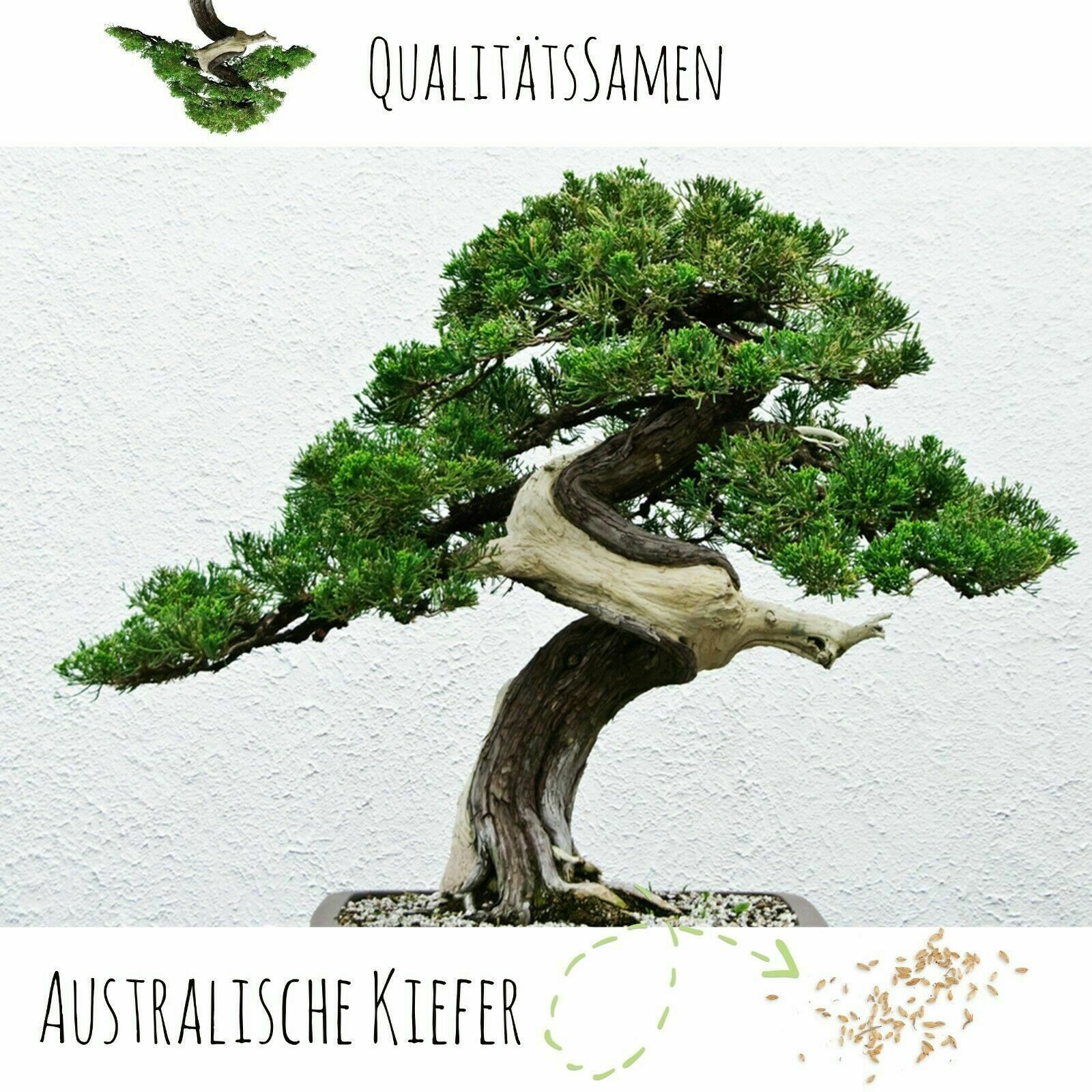 HappySeed Blumensamen Exotische Bonsai Samen mit hoher Keimrate - 5er Set inkl. GRATIS eBook, Bonsai – Bild 3 von 5