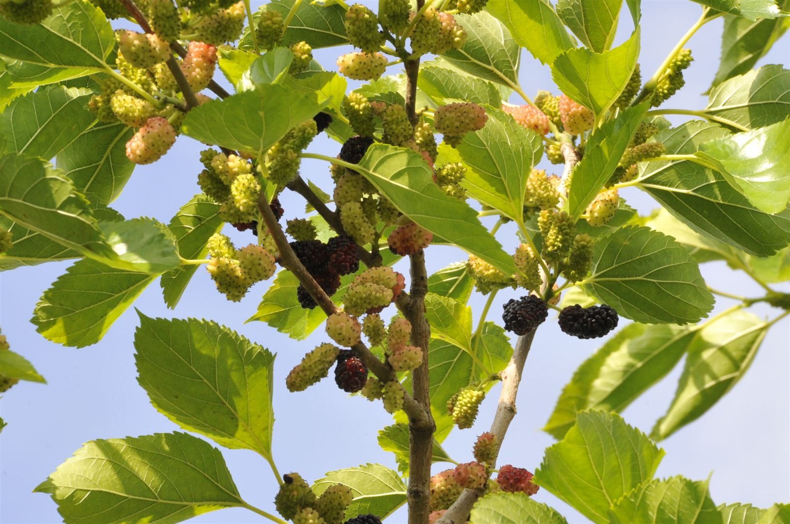 Pflanzen für Dich Gehölze Morus nigra, 1 St., Schwarze Maulbeere, Maulbeerbaum