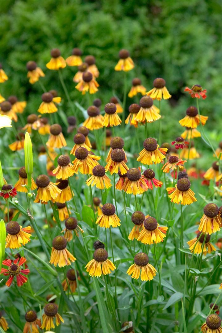 Pflanzen für Dich Staude Helenium 'Helena', 1 St., Sonnenbraut