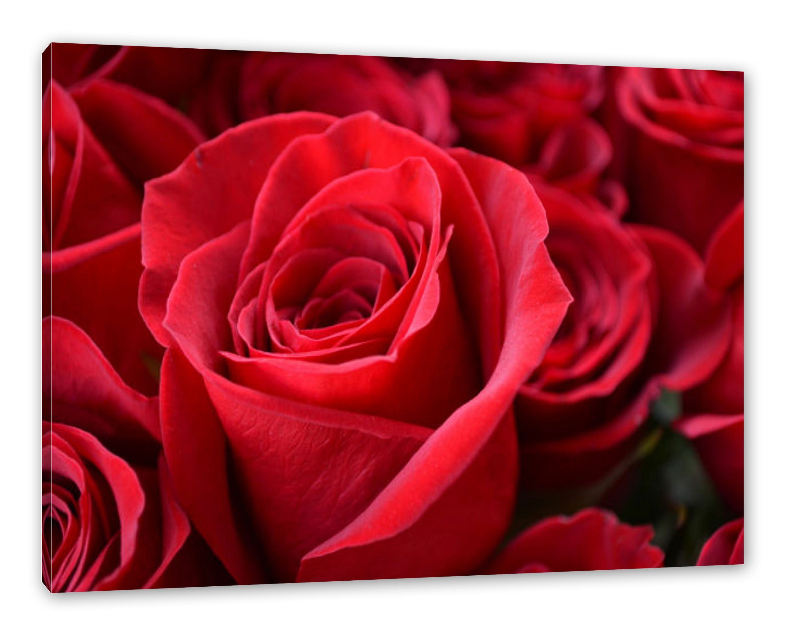 Pixxprint Leinwandbild Romantische Rosen, Romantische Rosen (1 St), Leinwandbild fertig bespannt, inkl. Zackenaufhänger