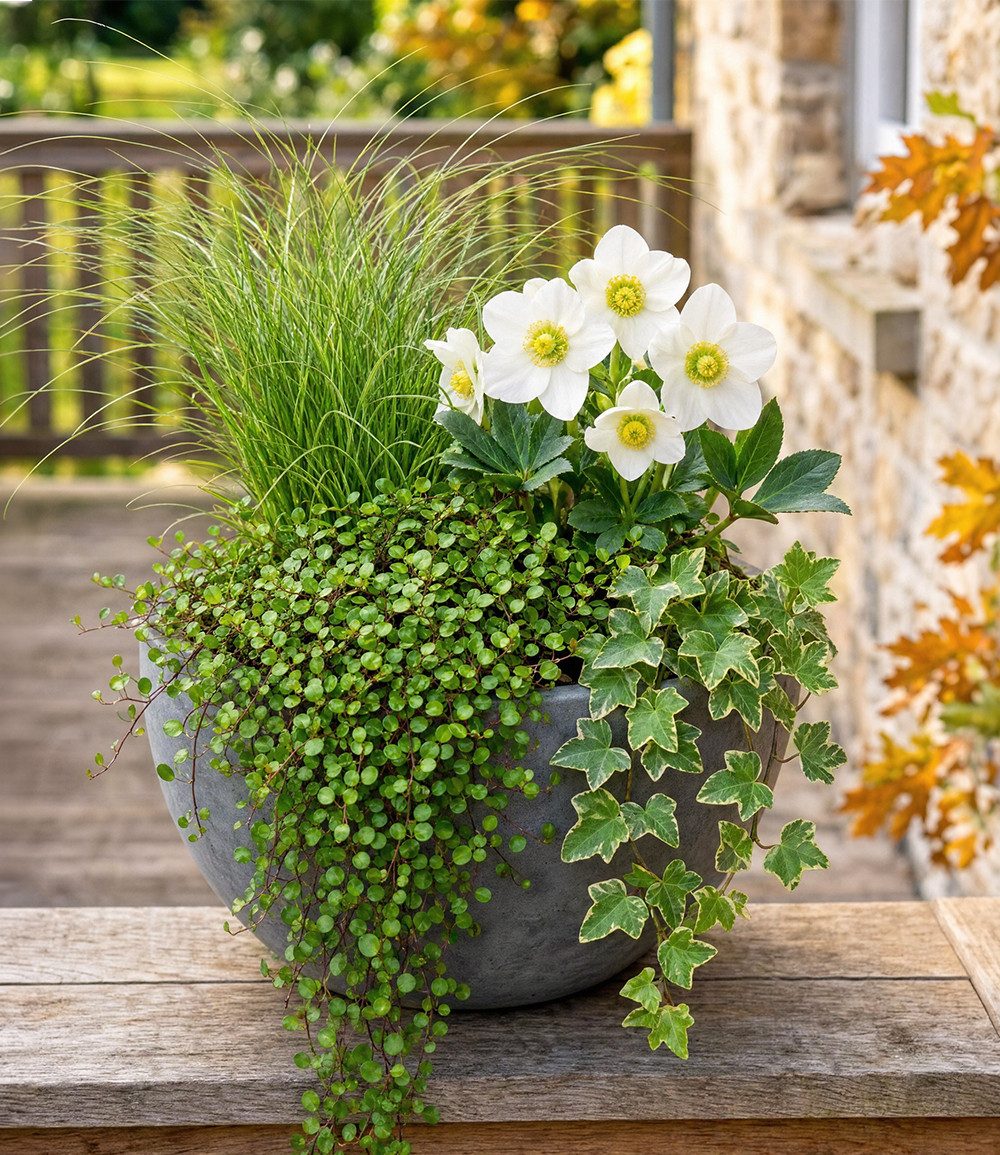 BALDUR Garten Staude 4er Herbst-Set 'Autumn Romance', 4 St., Herbstpflanzen-Mix, weiß-grün, winterattraktiv, kübelgeeignet