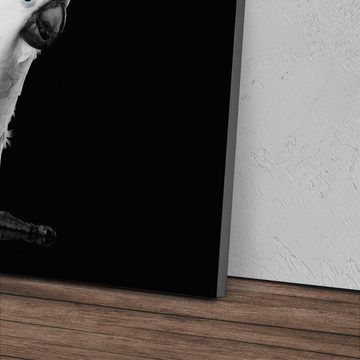 Sinus Art Leinwandbild 120x80cm Wandbild auf Leinwand Kakadus Papagei Schwarz Weiß Tierfotogr, (1 St)
