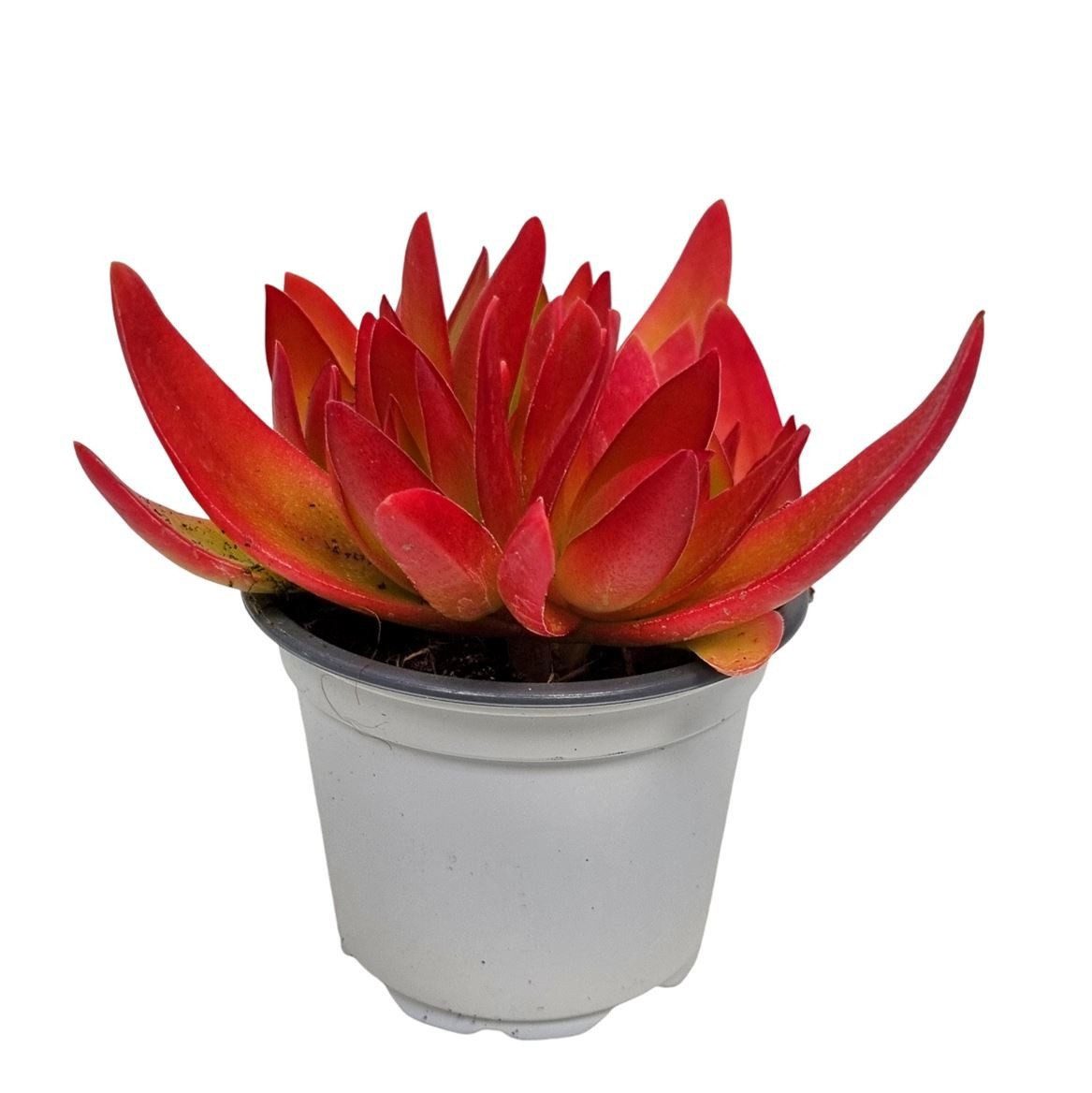 meinvipshop Zimmerpflanze Sukulente Crassula On Fire