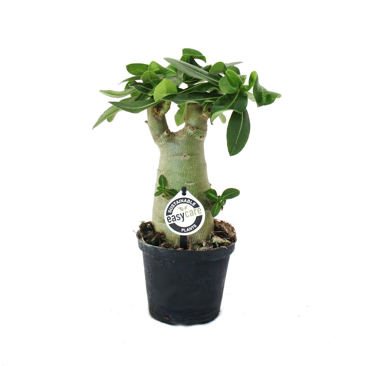 Exotenherz Zimmerpflanze Kleine Wüstenrose, Adenium, Überraschungsfarbe, 14cm Topf