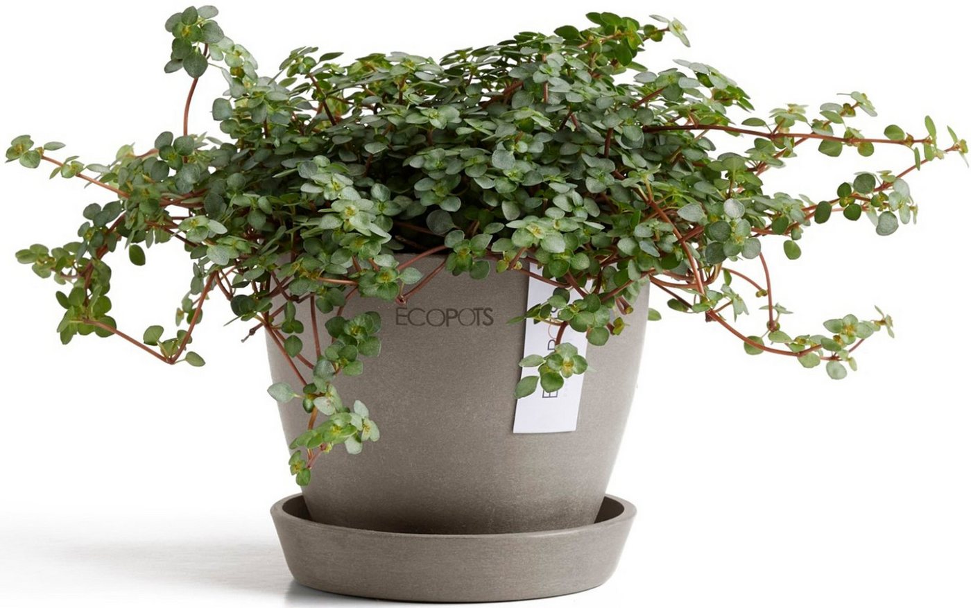 Thumbnail - ECOPOTS Blumentopf Antwerp Mini 11 Taupe, für den Innenbereich
