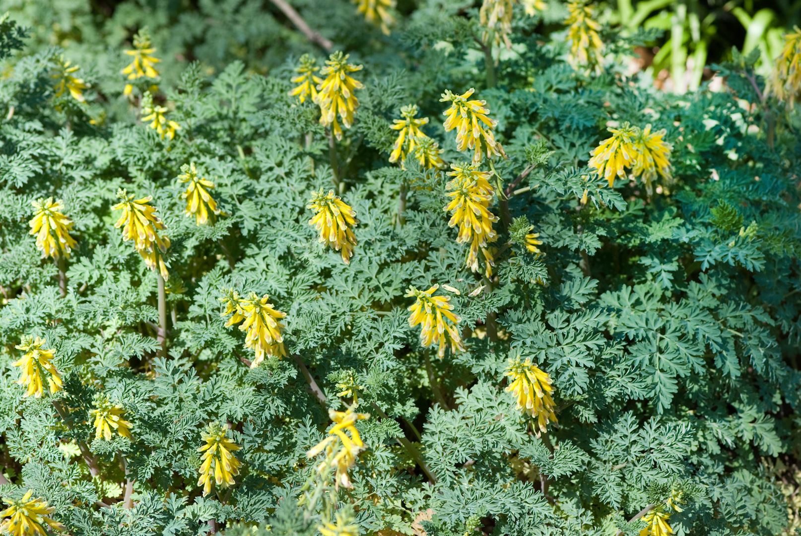 Pflanzen für Dich Staude Corydalis nobilis, 1 St., Sibirischer Lerchensporn