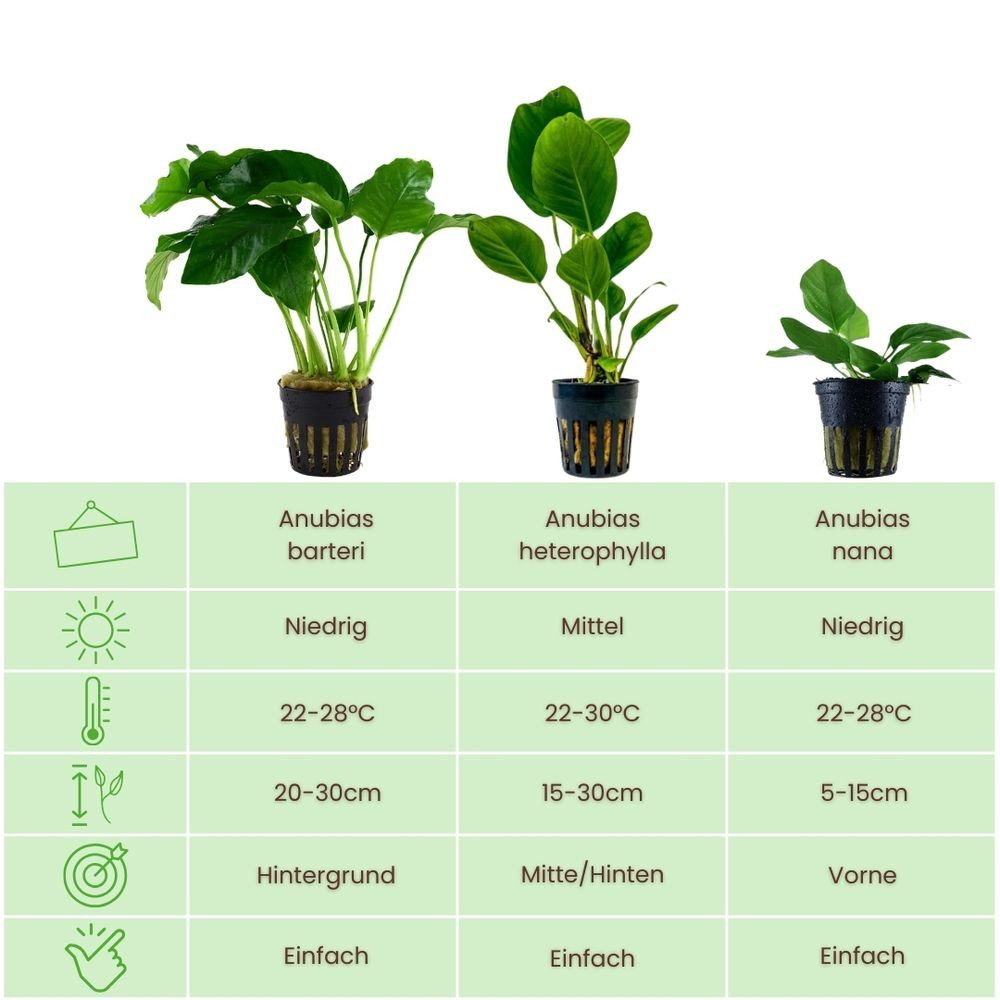 Aquaone Wasserpflanze Pflanzen Set mit 3 Anubias Aquariumpflanzen Set Nr.24 günstig online kaufen
