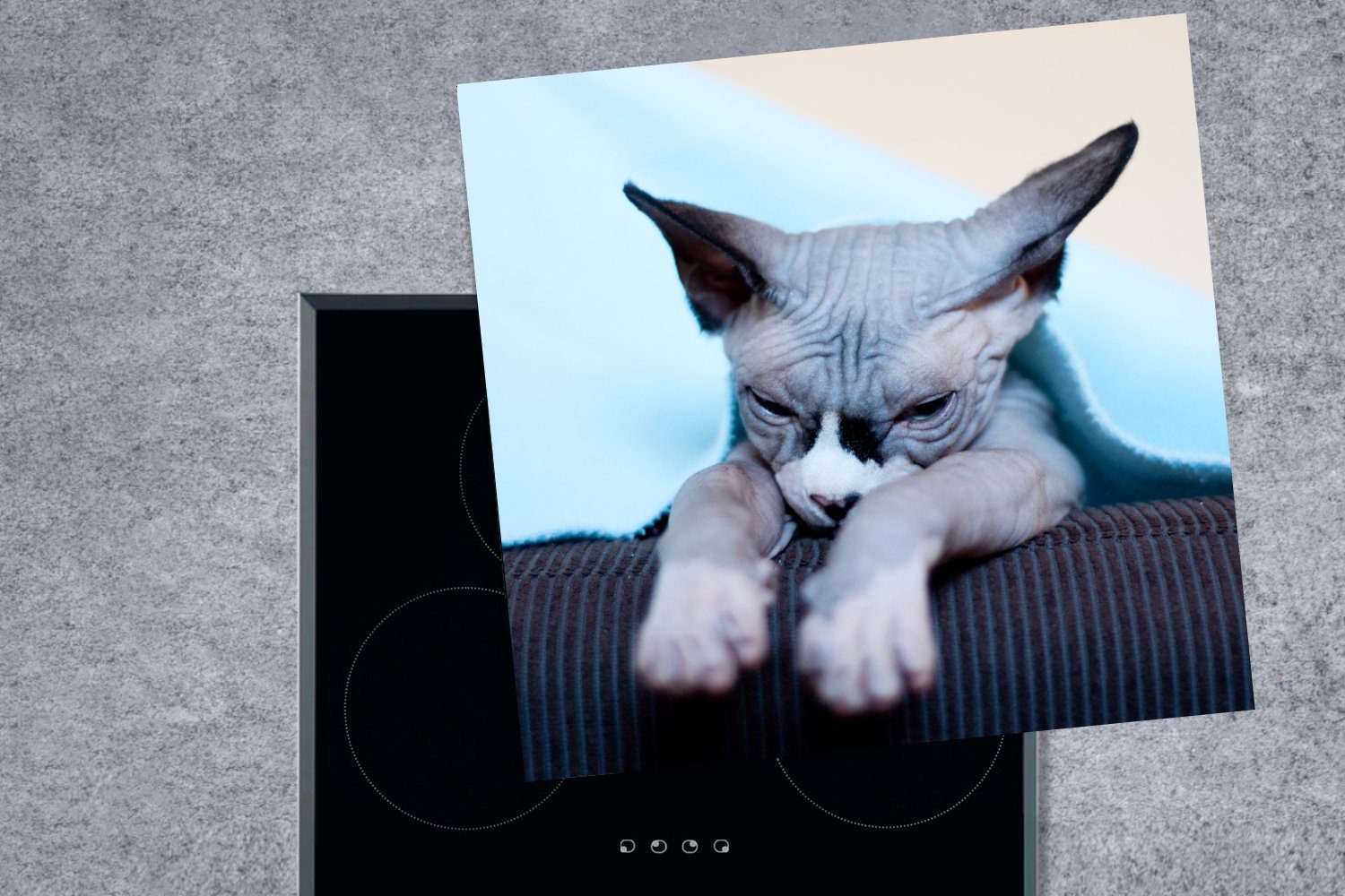 78x78 MuchoWow (1 Vinyl, Ceranfeldabdeckung, Sphynx-Katze schläfrige auf für Herdblende-/Abdeckplatte küche tlg), Arbeitsplatte Sofa, Eine dem cm,