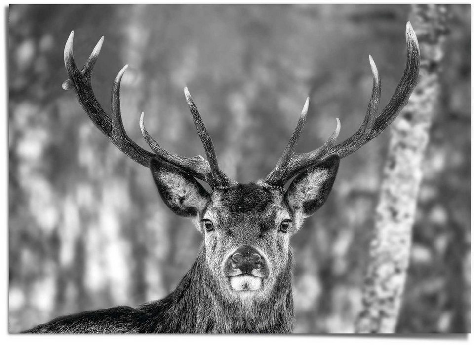 Reinders! Poster Hirsch im Winter