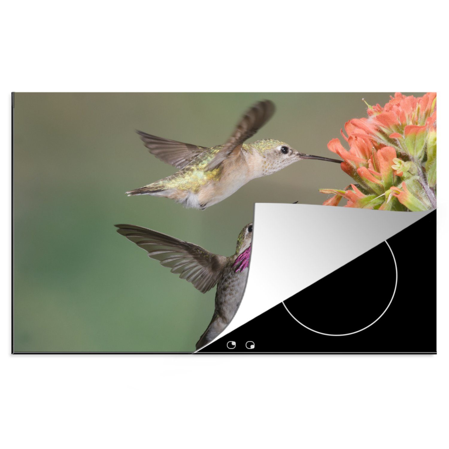 MuchoWow Herdblende-/Abdeckplatte Kolibri - Vogel - Blume, Vinyl, (1 tlg), 81x52 cm, Induktionskochfeld Schutz für die küche, Ceranfeldabdeckung
