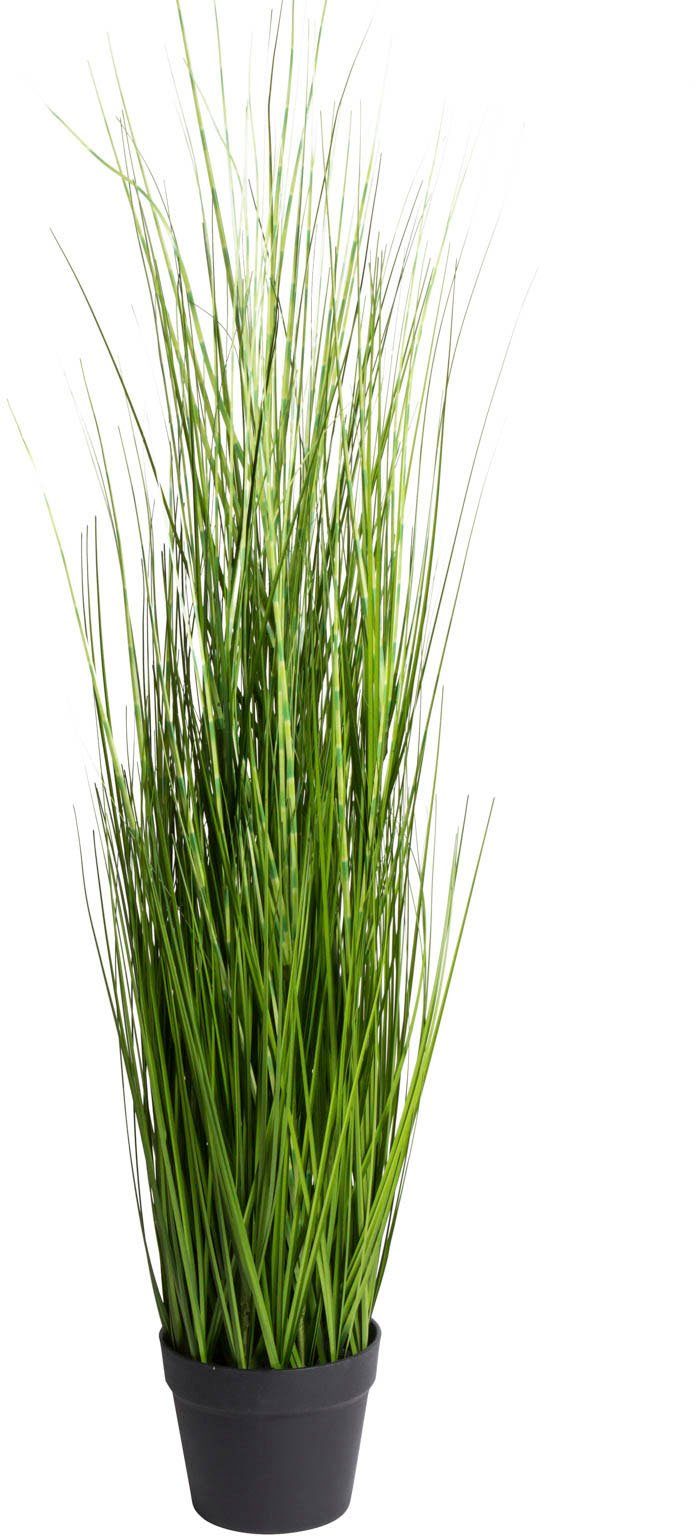 Kunstgras »Gras Festuca im Topf« Gras, Botanic-Haus, Höhe 115 cm-Otto