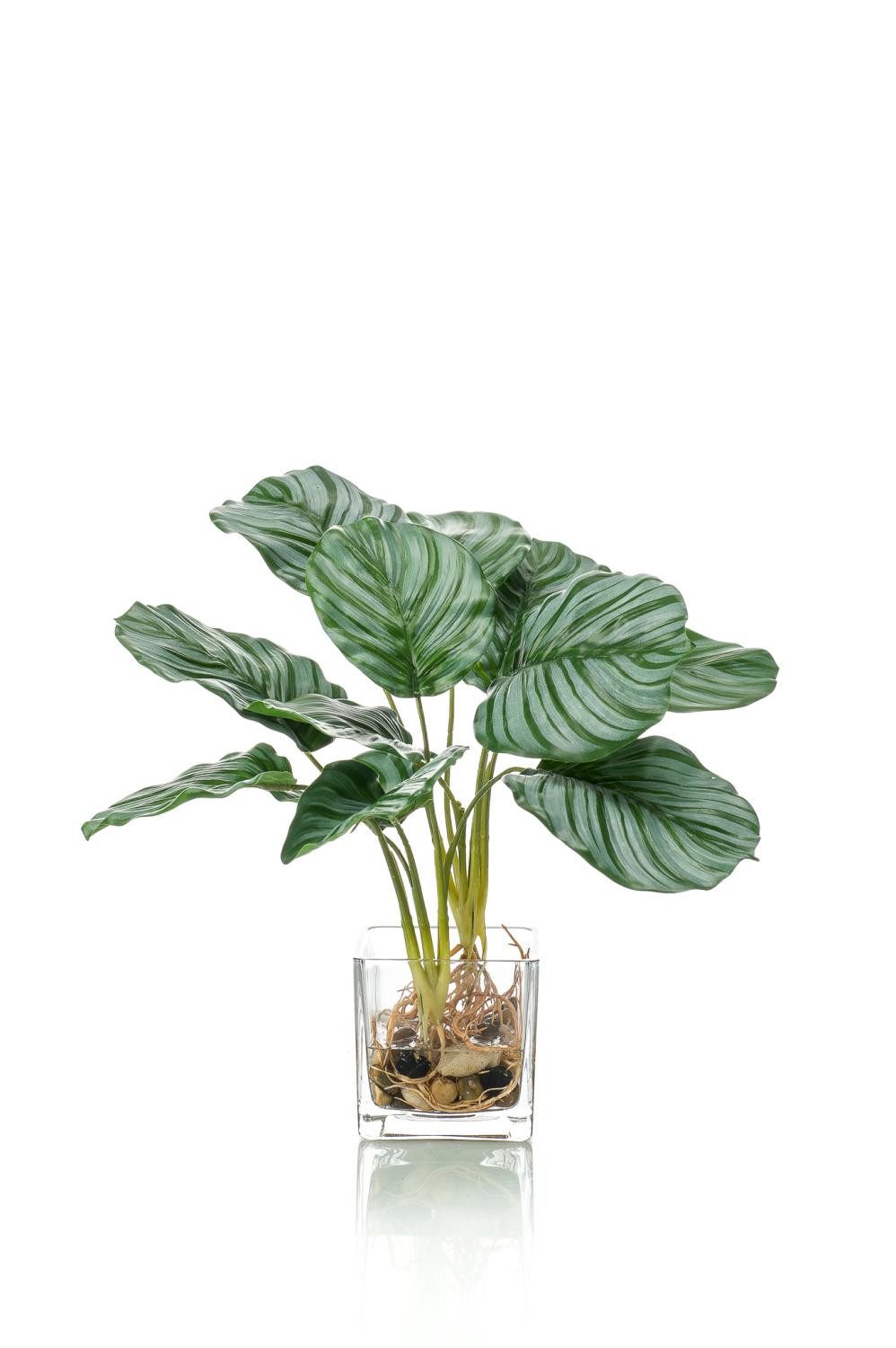 Künstliche Zimmerpflanze Deko Calathea Orbifolia AGINA im Glastopf, grün-weiß, 40cm Calathea (Calathea orbifolia), artplants, Höhe 40.0 cm