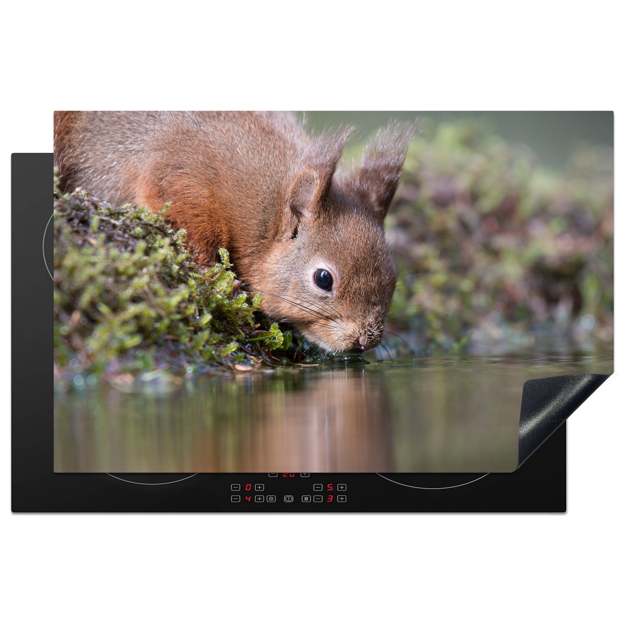 MuchoWow Herdblende-/Abdeckplatte Eichhörnchen - Tier - Wasser, Vinyl, (1 tlg), 81x52 cm, Induktionskochfeld Schutz für die küche, Ceranfeldabdeckung