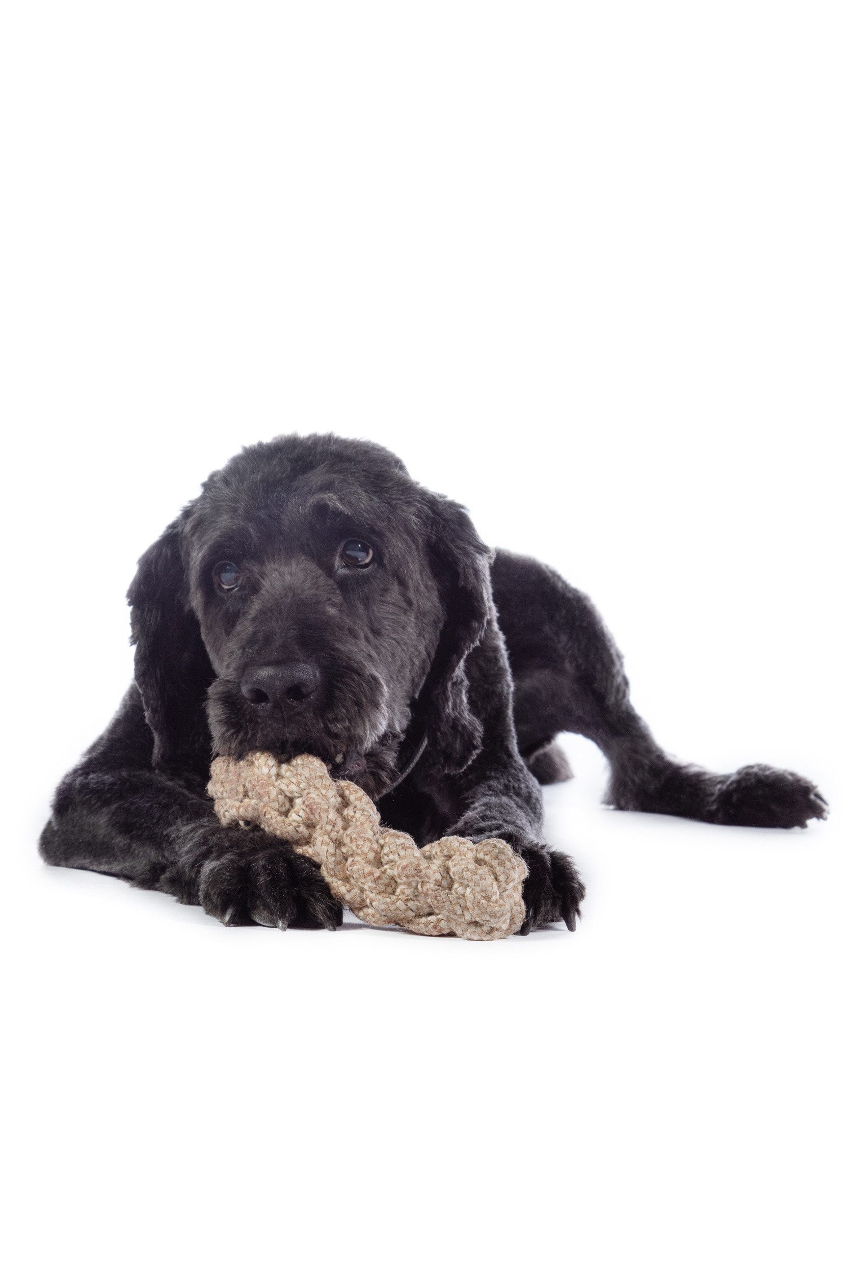 HKM Dogs Tierkuscheltier Hundespielzeug -Buddy Knot günstig online kaufen