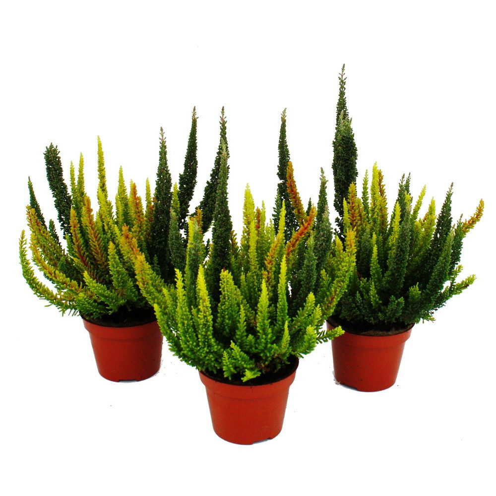 Exotenherz Beetpflanze Calluna Green Nature winterhart 11cm Topf ver. Grüntöne Set mit 3 mehrfarbigen Pflanzen
