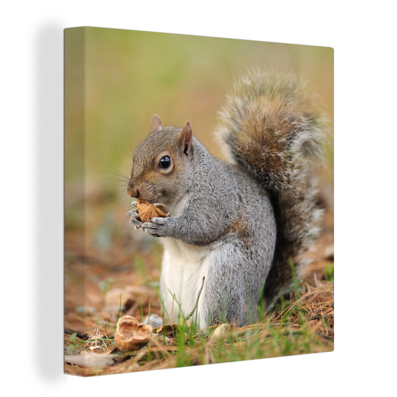 OneMillionCanvasses® Leinwandbild Eichhörnchen mit Erdnuss, (1 St), Leinwand Bilder für Wohnzimmer Schlafzimmer