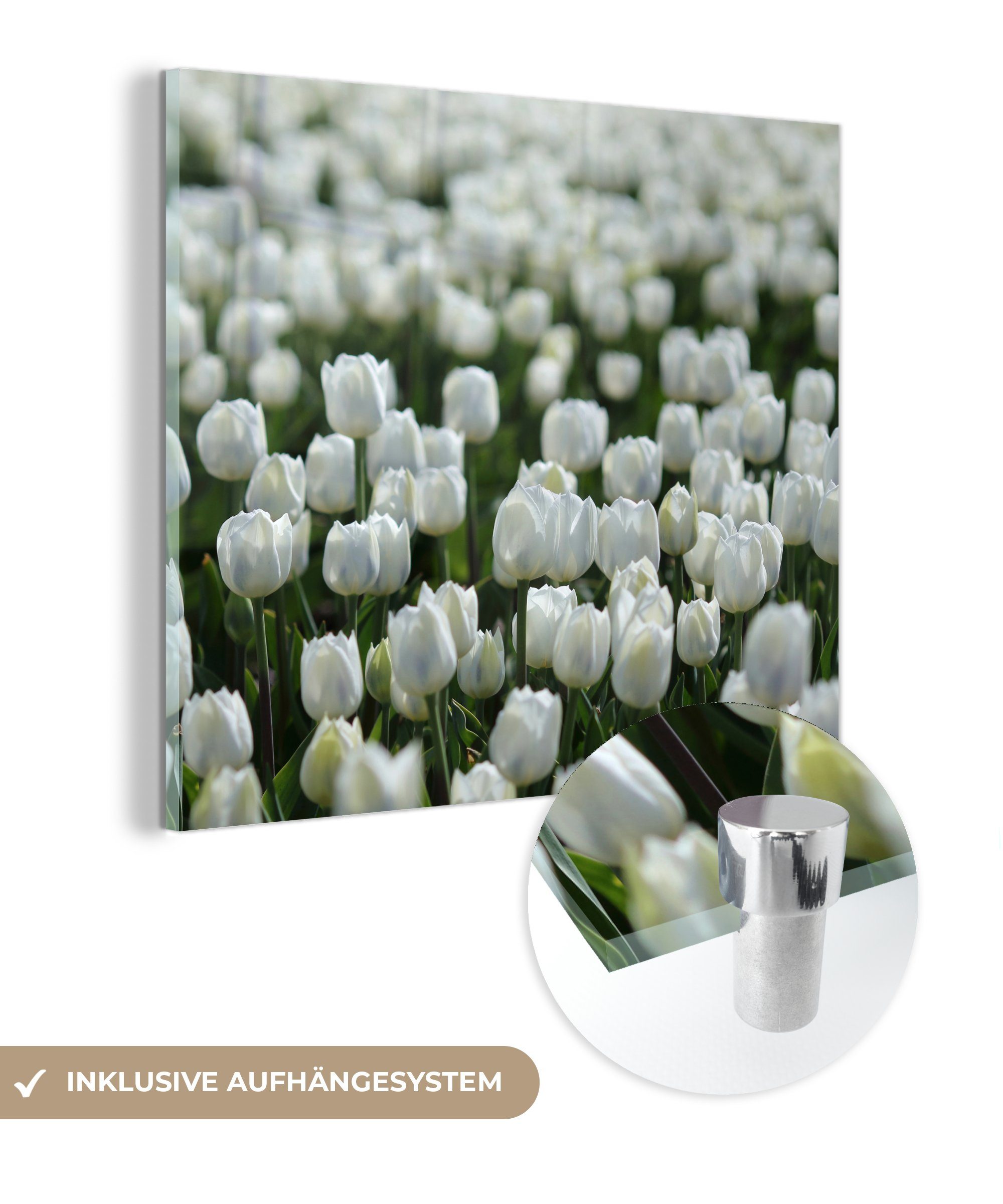 MuchoWow Acrylglasbild Ein Gebiet mit weißen Tulpen im Frühling, (1 St), Glasbilder - Bilder auf Glas Wandbild - Foto auf Glas - Wanddekoration | Bilder