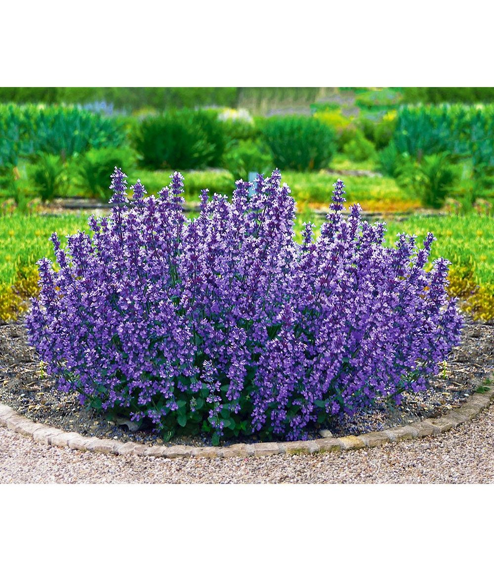 BALDUR Garten Staude Nepeta 'Cat's Pajamas', 2 St., Katzenminze, genügsam,winterhart, mehrjährig, pflegeleicht