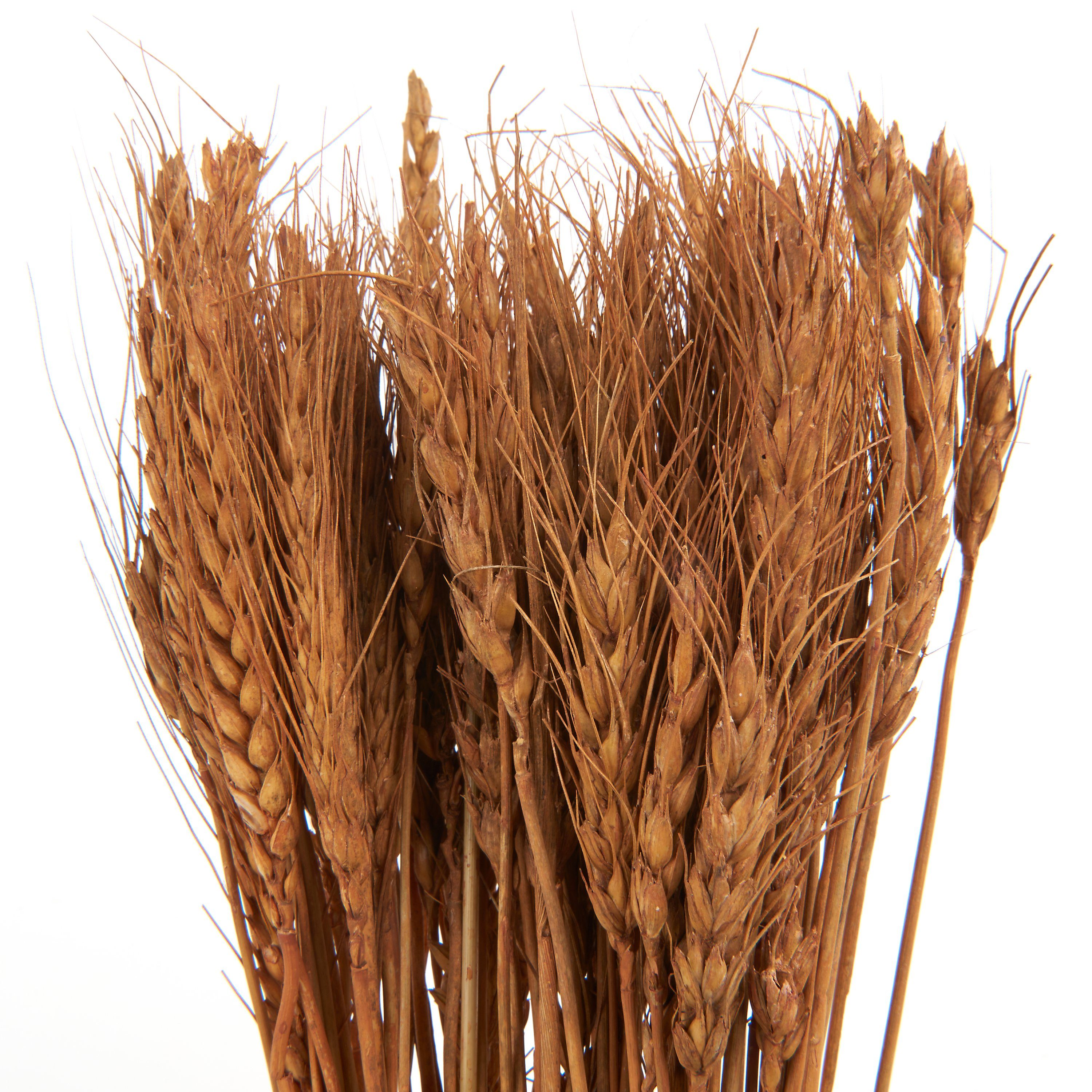 Kunstpflanze Wheat 70 Grass, cm cm Decorations, 65 Braun - Othmar