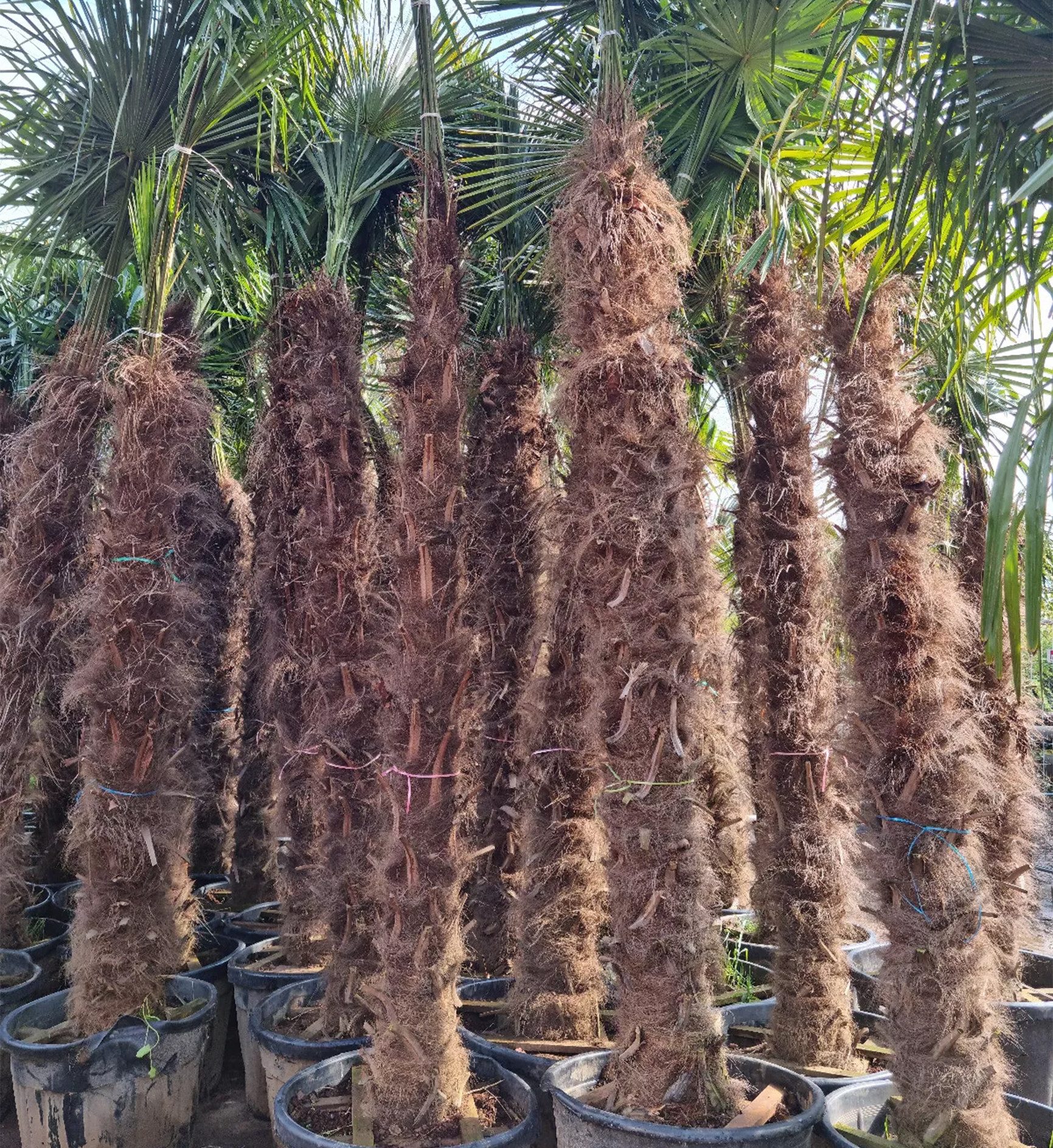 Palms-Store Baum Palme Trachycarpus Fortunei, Chinesische Hanfpalme, Winterhärte bis –19 °C, Faserbedeckter Stamm