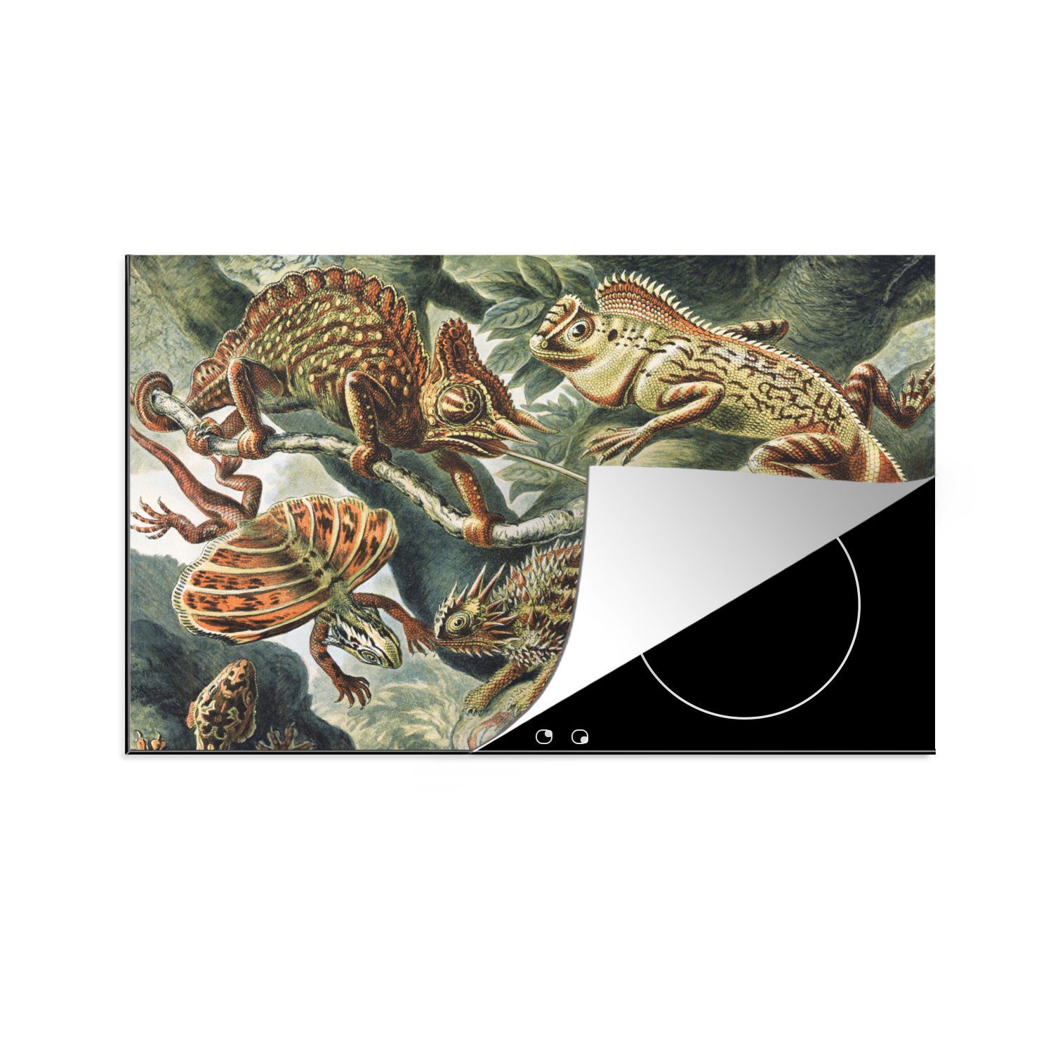 MuchoWow Herdblende-/Abdeckplatte Jahrgang - Kunst - Ernst Haeckel - Salamander - Tiere, Vinyl, (1 tlg), 80x52 cm, Induktionskochfeld Schutz für die küche, Ceranfeldabdeckung