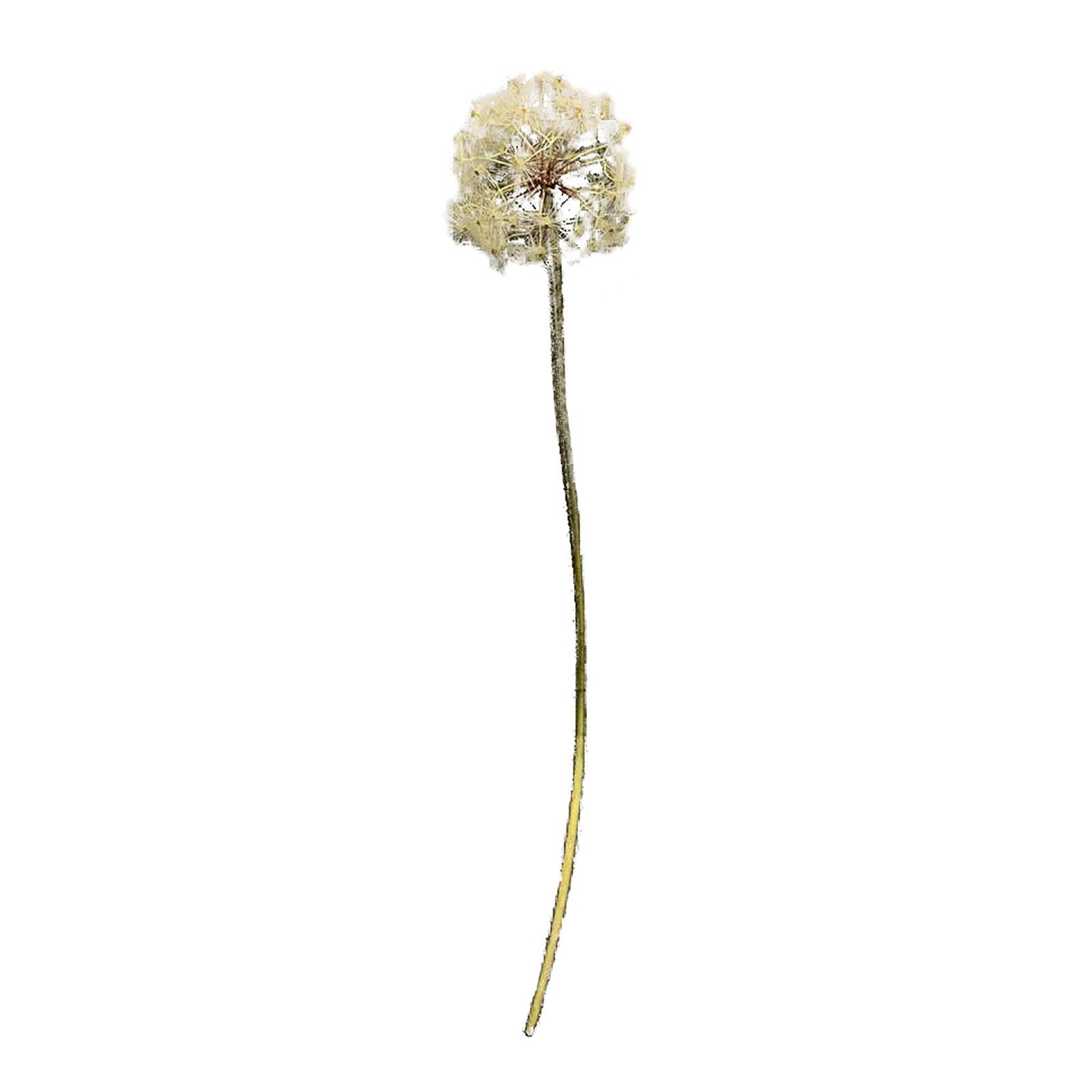 Kunstblume Kunstblume Pusteblume Flora Pusteblume, HTI-Living, Höhe 91 cm