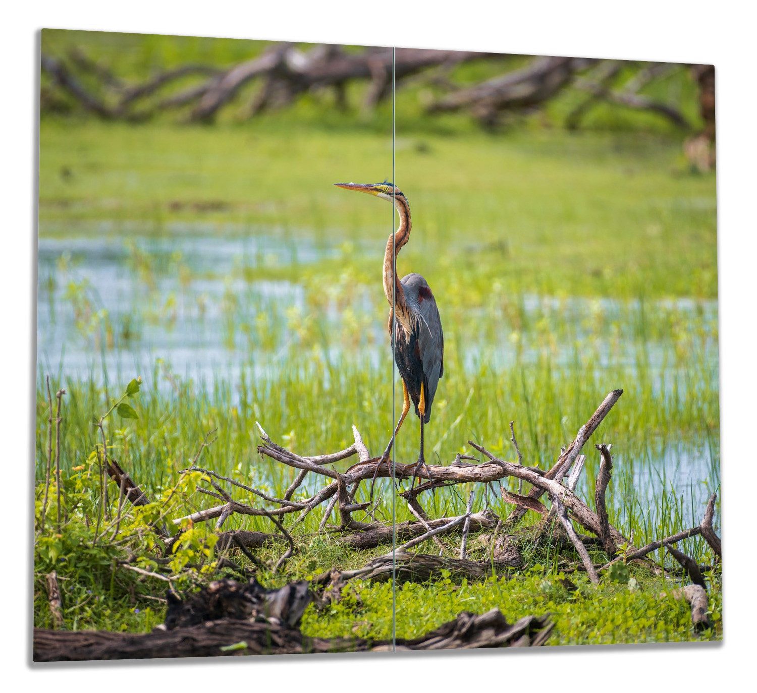 Wallario Herd-Abdeckplatte Graureiher am Wasser, ESG-Sicherheitsglas, (Glasplatte, 2 tlg., inkl. 5mm Noppen), verschiedene Größen