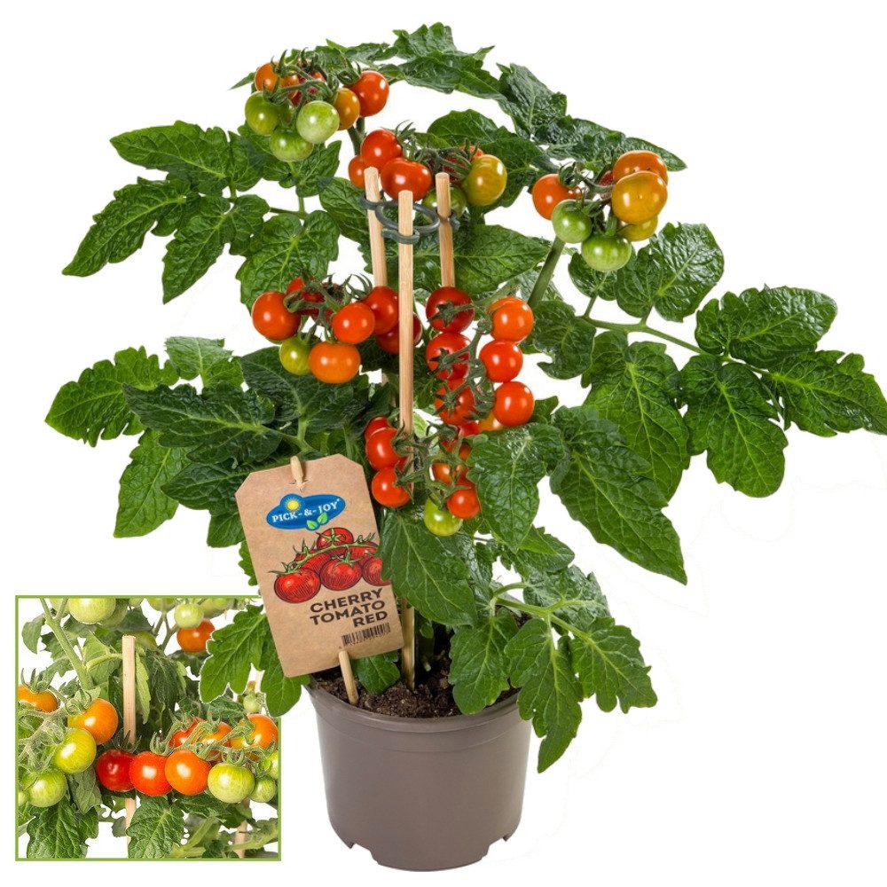 Exotenherz Gemüsepflanze Kirschtomate Cherrytomate Pflanze mit vielen Früchten 14cm Topf