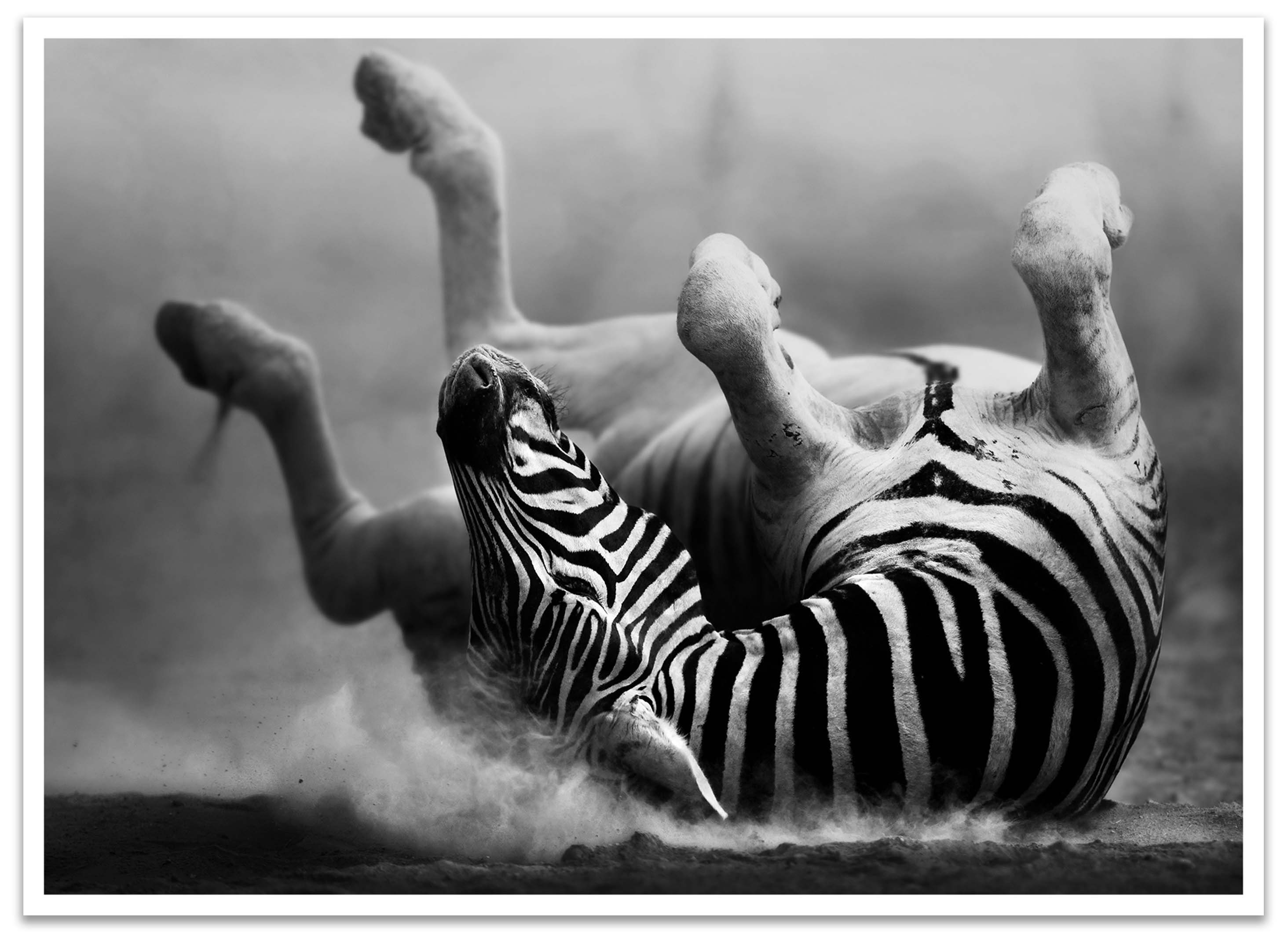 Afrika, Schwarz in St), Wandbild, Zebra, Poster Größen versch. Weiss & Wanddeko, (1 Tier, wandmotiv24 Poster