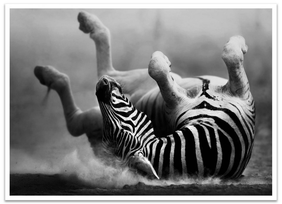 wandmotiv24 Poster Zebra, Tier, Afrika, Schwarz & Weiss (1 St), Wandbild,  Wanddeko, Poster in versch. Größen