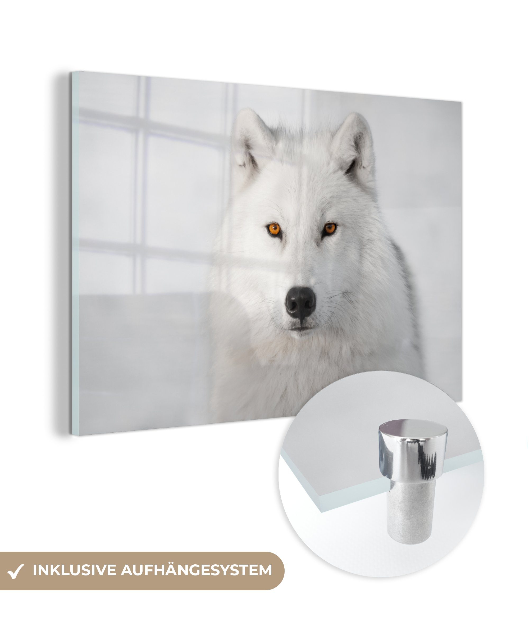 MuchoWow Acrylglasbild Weißer Wolf auf weißem Hintergrund, (1 St), Acrylglasbilder Wohnzimmer & Schlafzimmer