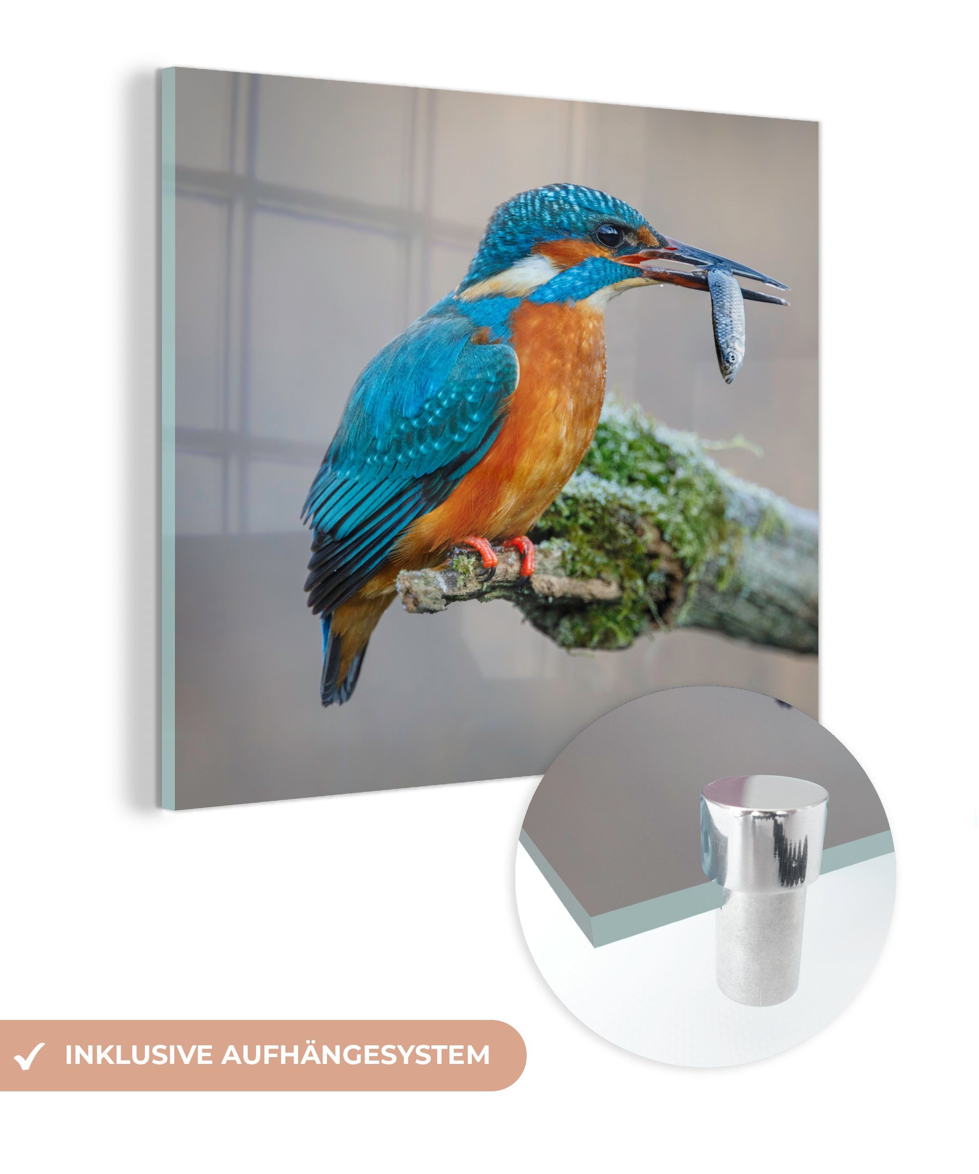 MuchoWow Acrylglasbild Eisvogel - Fisch - Tier, (1 St), Glasbilder - Bilder auf Glas Wandbild - Foto auf Glas - Wanddekoration | Bilder