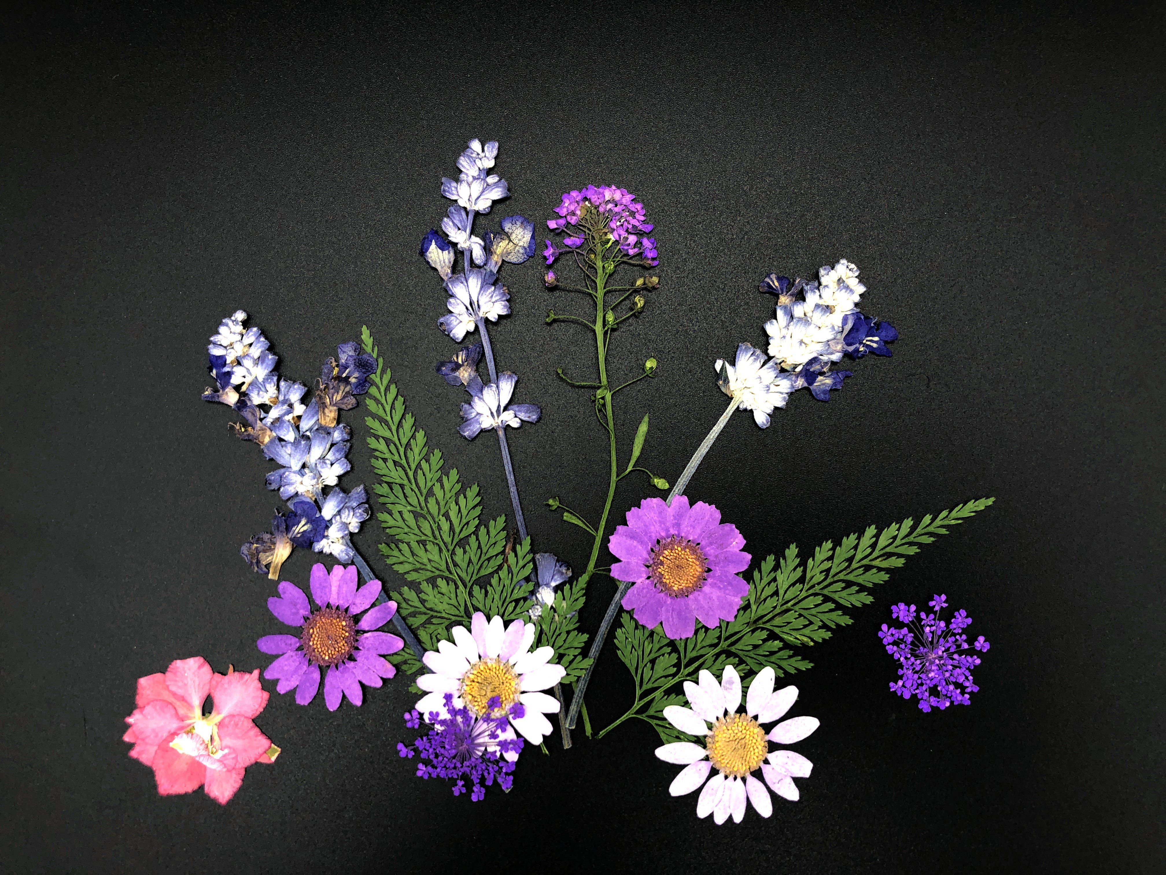 Trockenblume Gepresste Blumen Farben und in Blüten Weiß, Kunstharz.Art vielen 
