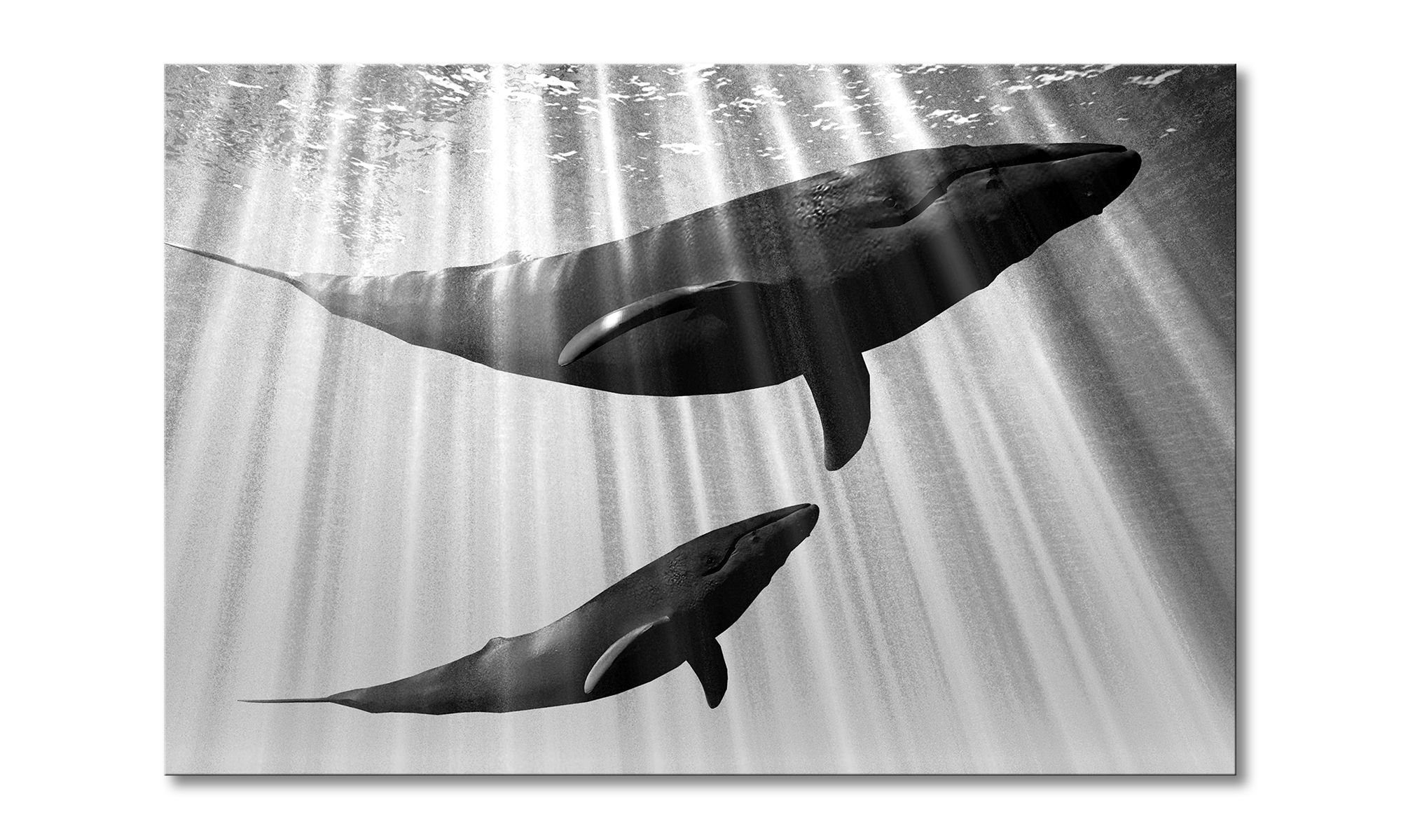 Leinwandbild Whales