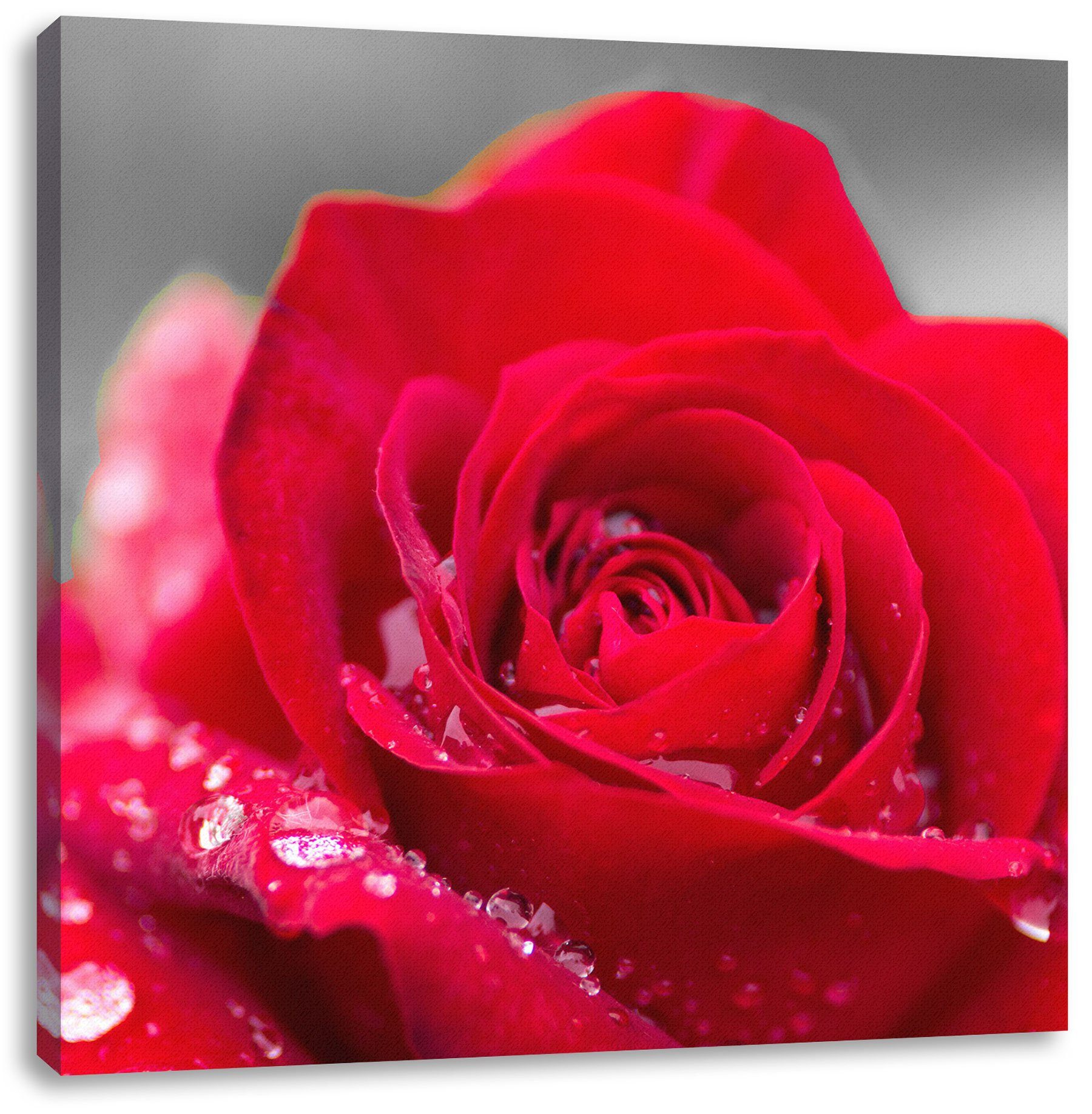 Pixxprint (1 Wassertropfen, inkl. fertig mit Wassertropfen Leinwandbild mit St), Zackenaufhänger Rose Leinwandbild Rose bespannt,