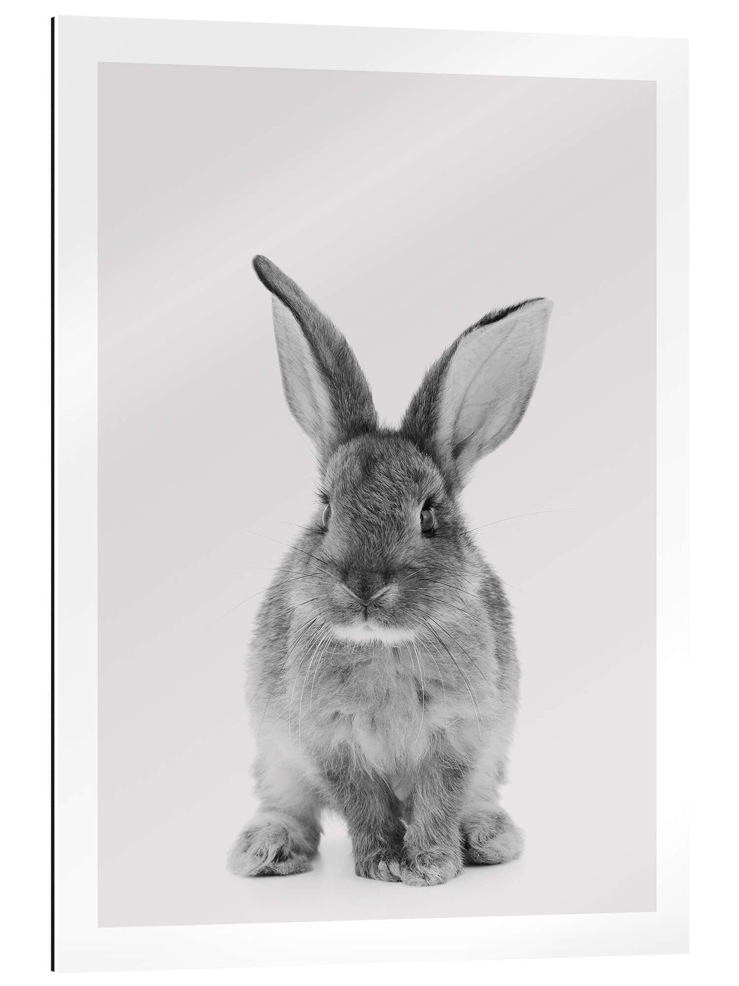 Posterlounge Wandbild Kuscheliger Hase, Animal Kids Collection, erhältlich als Poster, Leinwandbild, Wandsticker oder Acrylglasbild