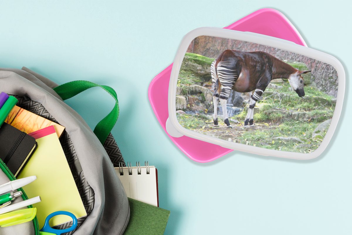 Okapi Erwachsene, Kinder, rosa für Lunchbox Snackbox, Brotdose (2-tlg), Mädchen, Kunststoff in Kunststoff, MuchoWow freier Brotbox Wildbahn,