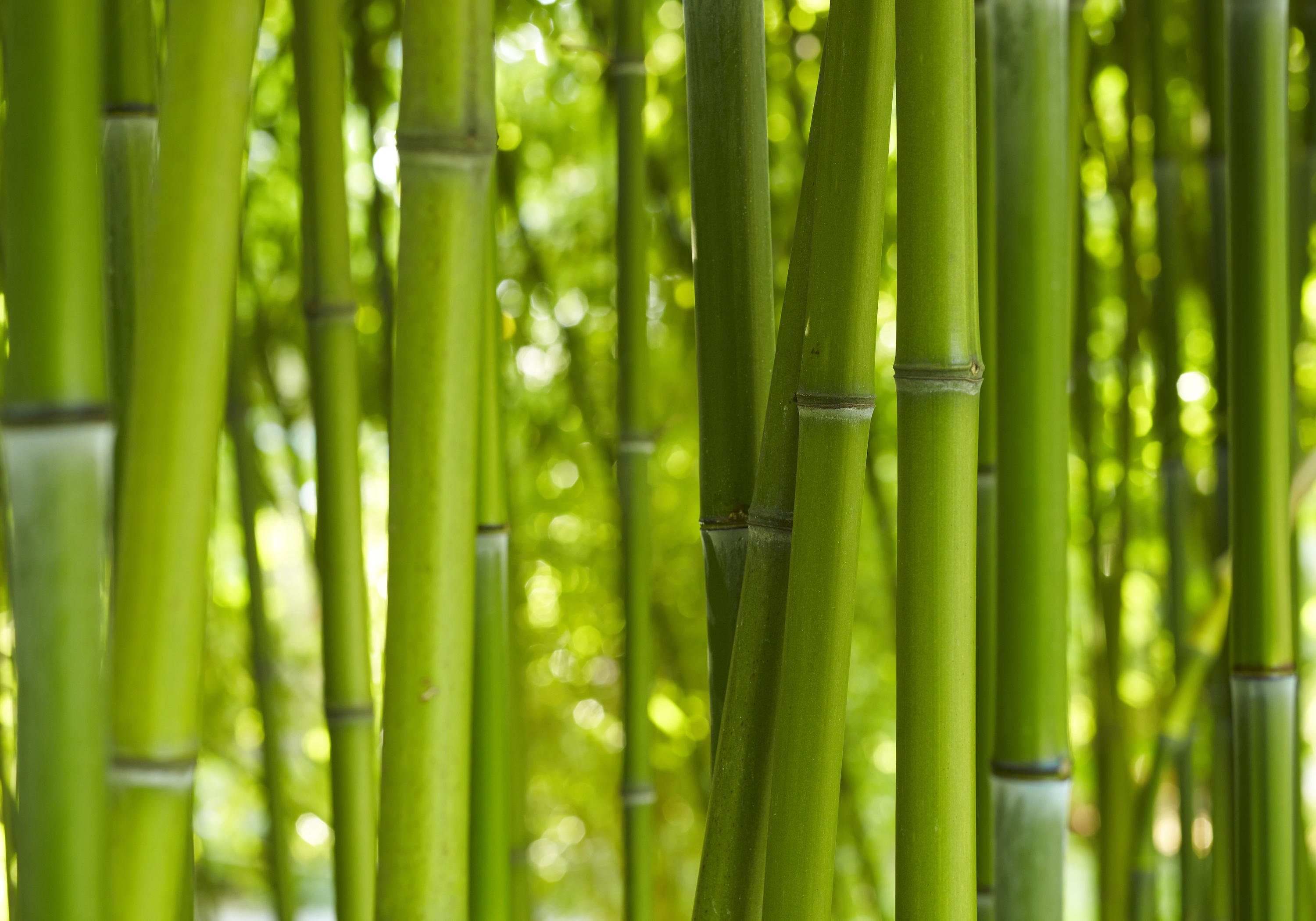 wandmotiv24 Fototapete Bambuswald, grüner Bambus, glatt, Wandtapete, Motivtapete, matt, Vliestapete