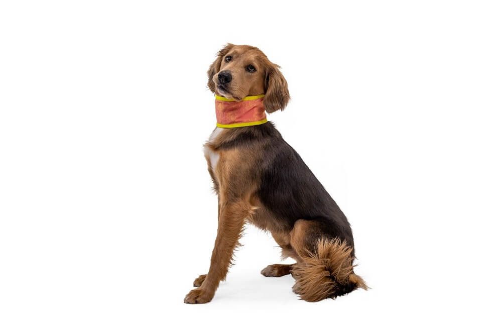 Ruffwear Hunde-Halsband Swamp Cooler™ Neck Gaiter