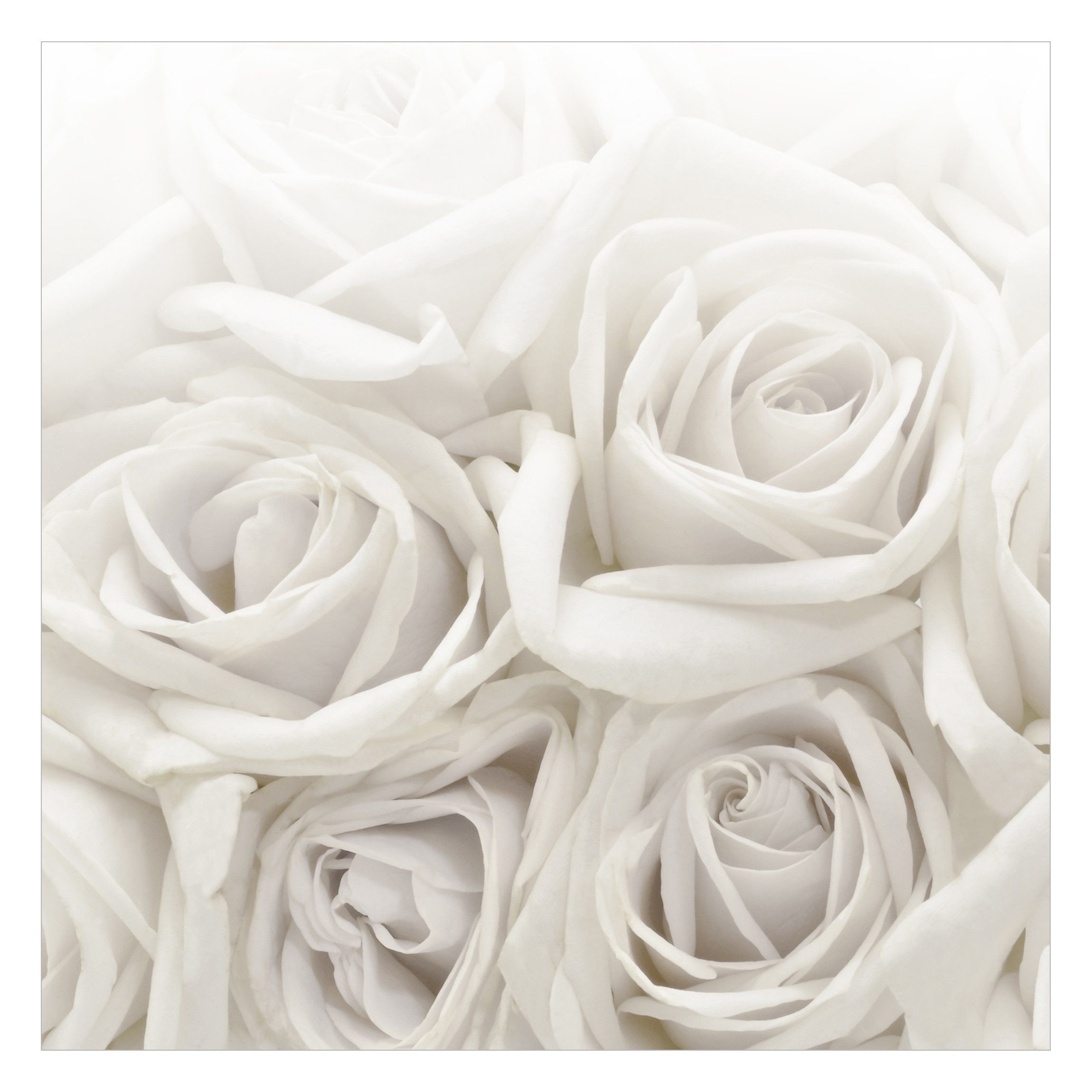 Bilderdepot24 Fototapete Rosen Weiße Rosen 3D-Effekt günstig online kaufen