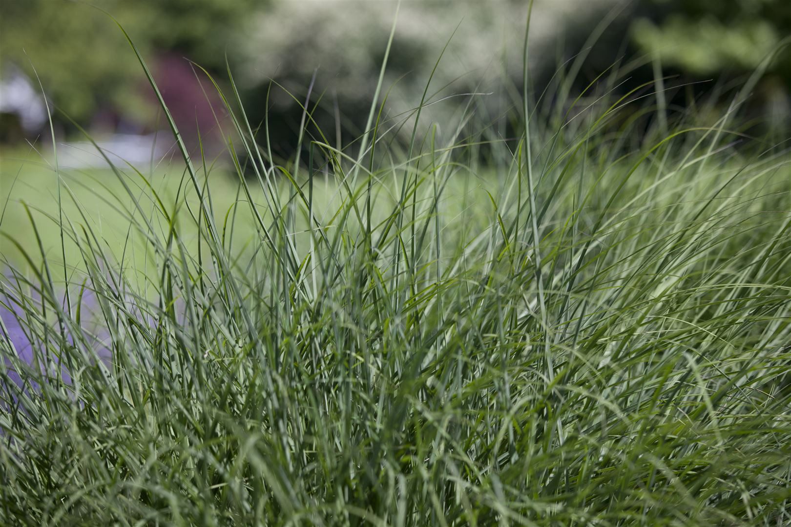 Pflanzen für Dich Травы Deschampsia cespitosa, 1 St., Rasen-Schmiele, Rasenschmiele, Büschelschmiele, ziergras, goldene rispen