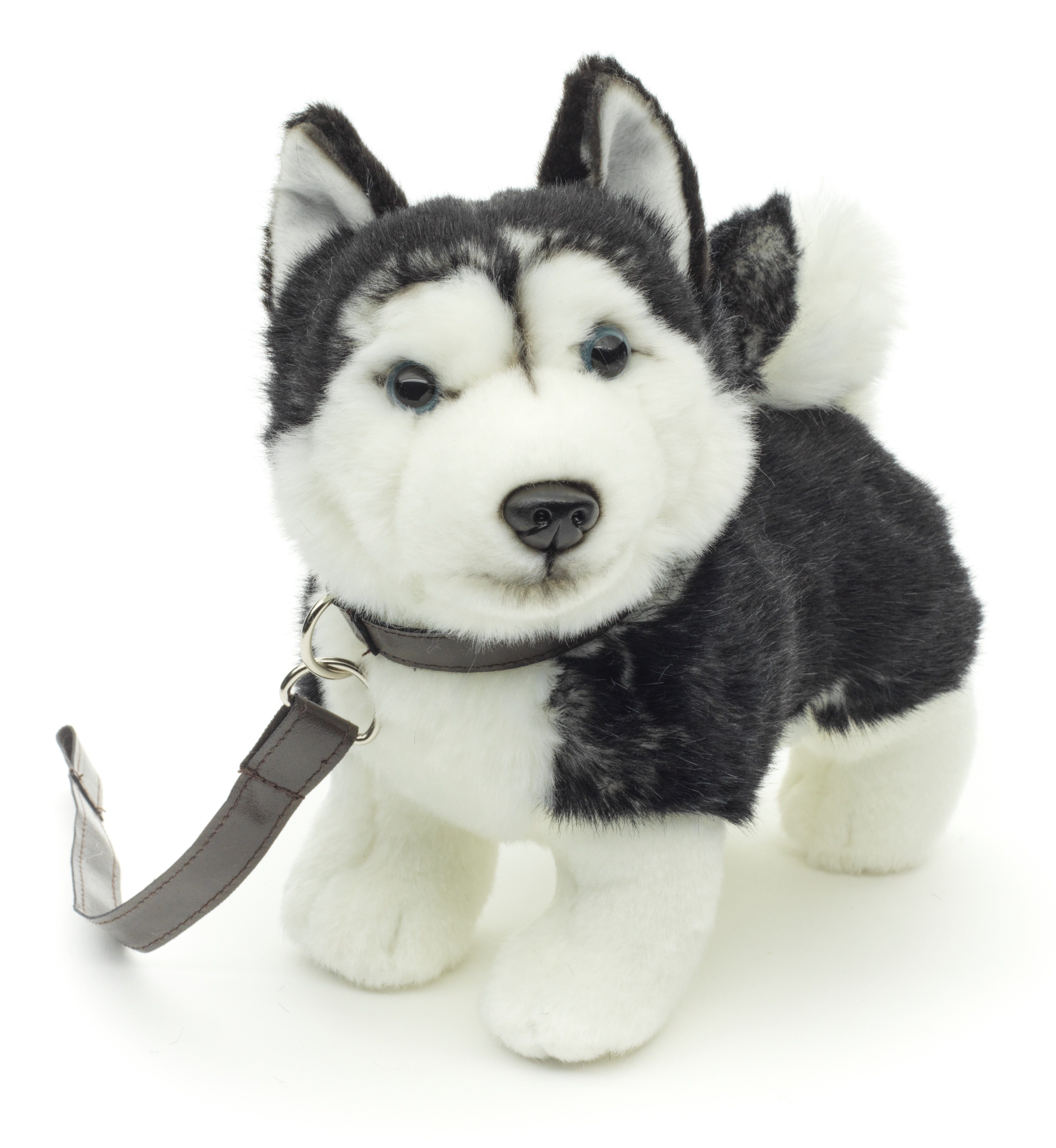 Uni-Toys Kuscheltier Husky Welpe schwarz, stehend (mLeine), 24 cm - Plüsch-Hund, Plüschtier, zu 100 % recyceltes Füllmaterial