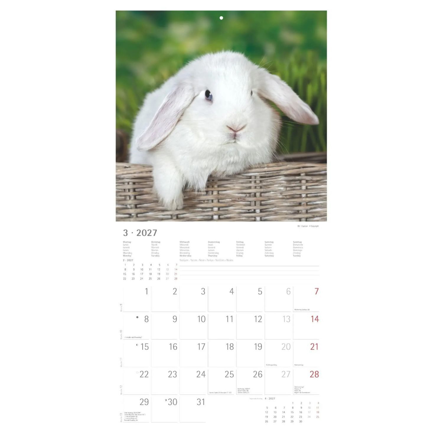 NEUMANN Wandkalender Kaninchen 2027