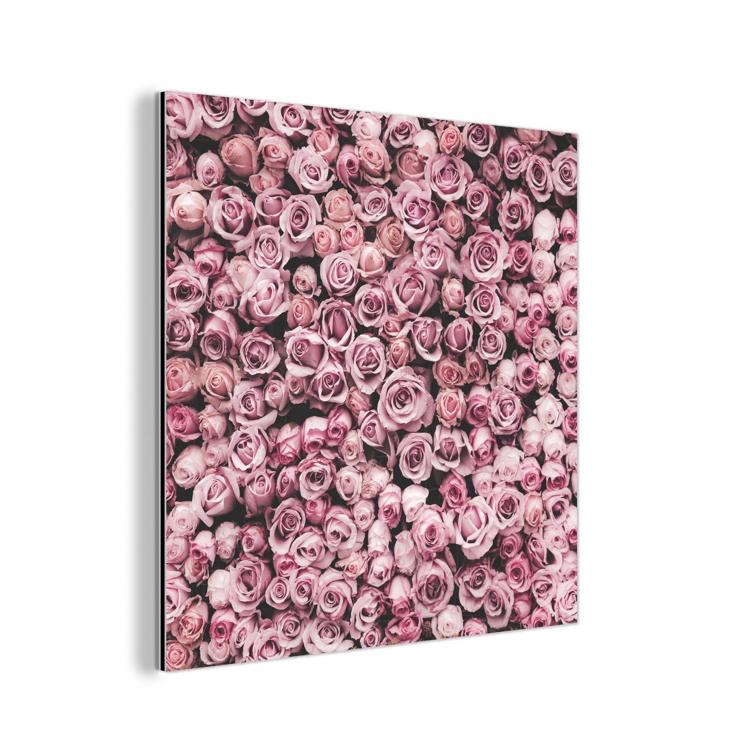 MuchoWow Metallbild Blumen - Rosen - Natur - Rosa - Botanisch, (1 St), Alu-Dibond-Druck, Gemälde aus Metall, Aluminium deko