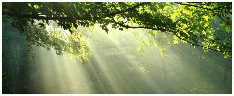 Wallario Glasbild, Sonnenstrahlen im Wald, in verschiedenen Ausführungen