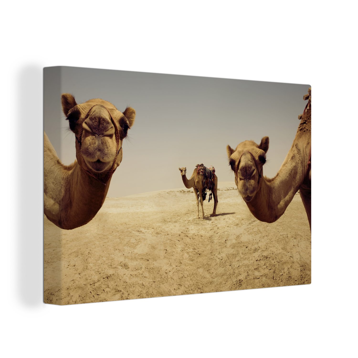 OneMillionCanvasses® Leinwandbild Kamele in Doha Gatar, (1 St), Wandbild Leinwandbilder, Aufhängefertig, Wanddeko, 30x20 cm