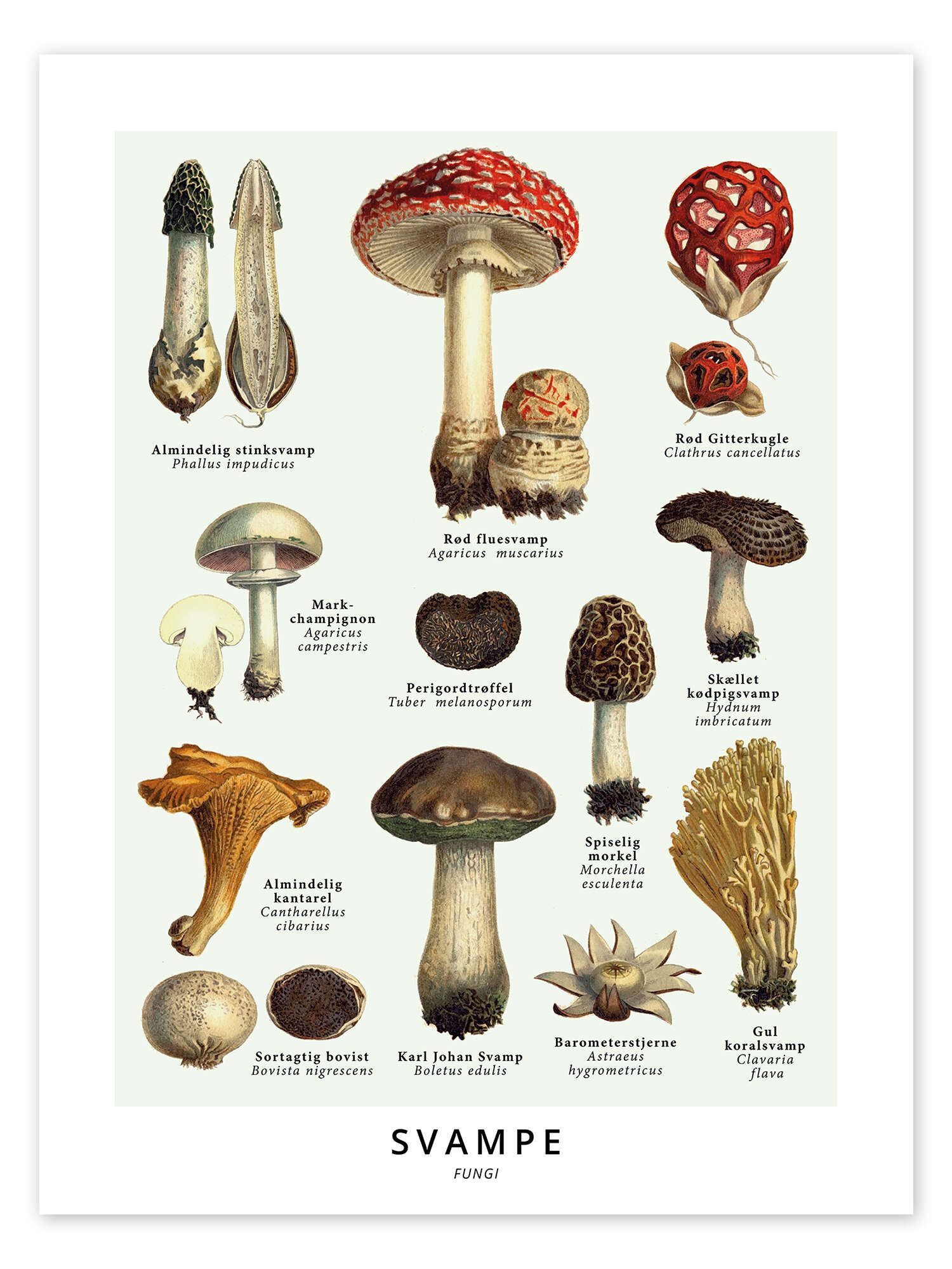 Posterlounge Wandbild Pilze (Dänisch), Editors Choice, erhältlich als Poster, Leinwandbild, Wandsticker oder Acrylglasbild