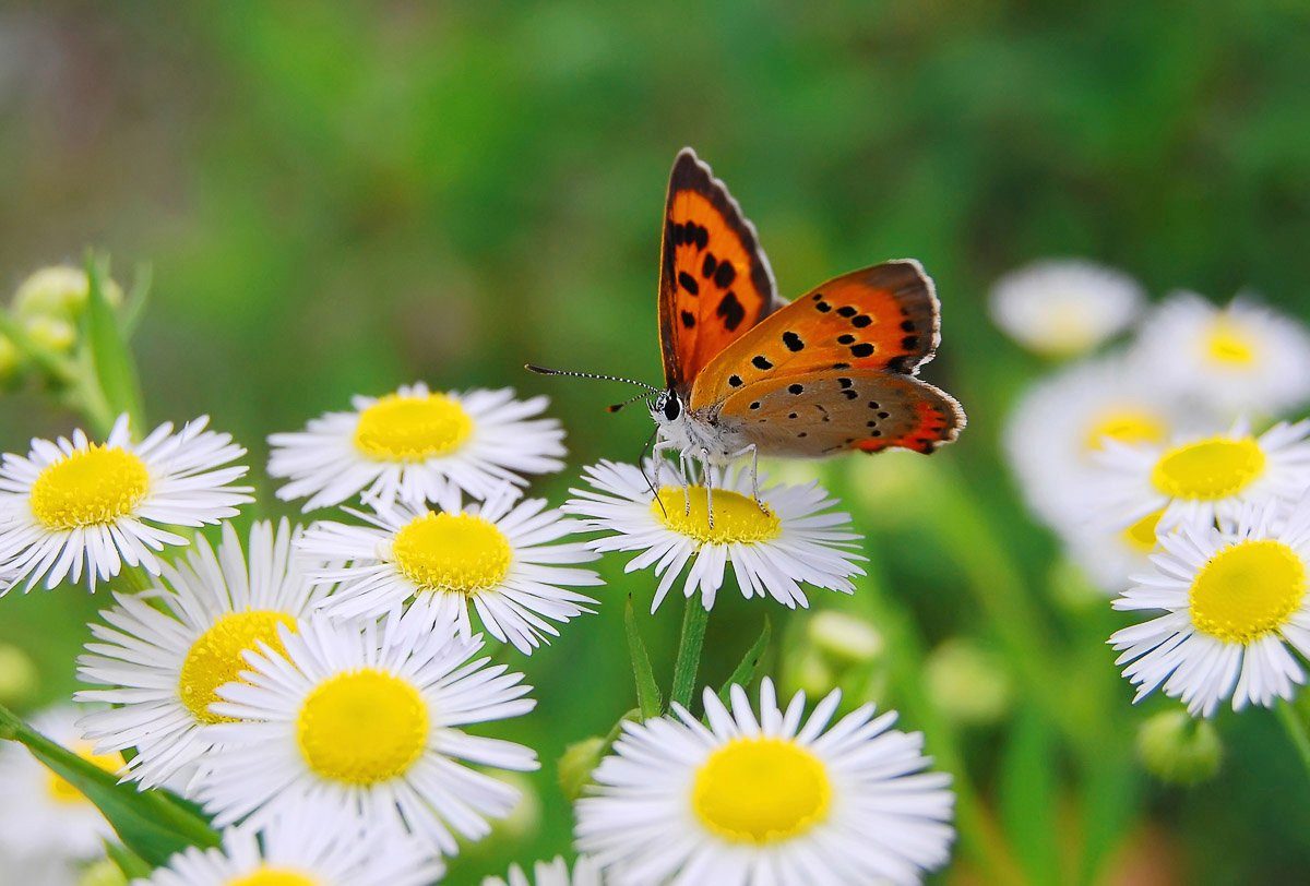 Papermoon Fototapete Schmetterling | Fototapeten